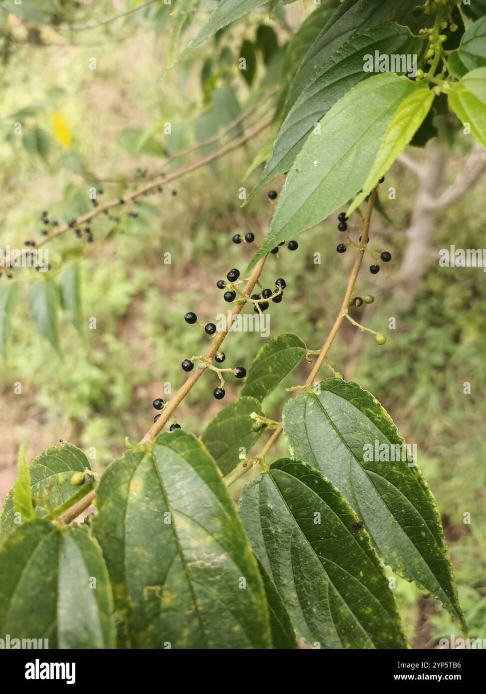 Netilda Tree Nettle Tree (Trema tomentosa Stock Photo - Alamy