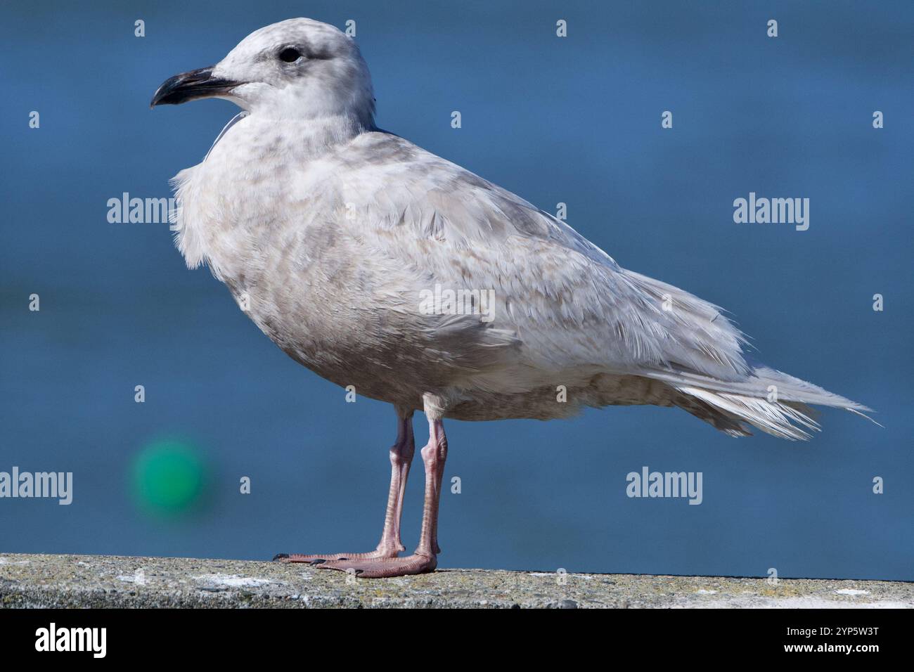 Glaucous-winged Gull (Larus glaucescens Stock Photo - Alamy