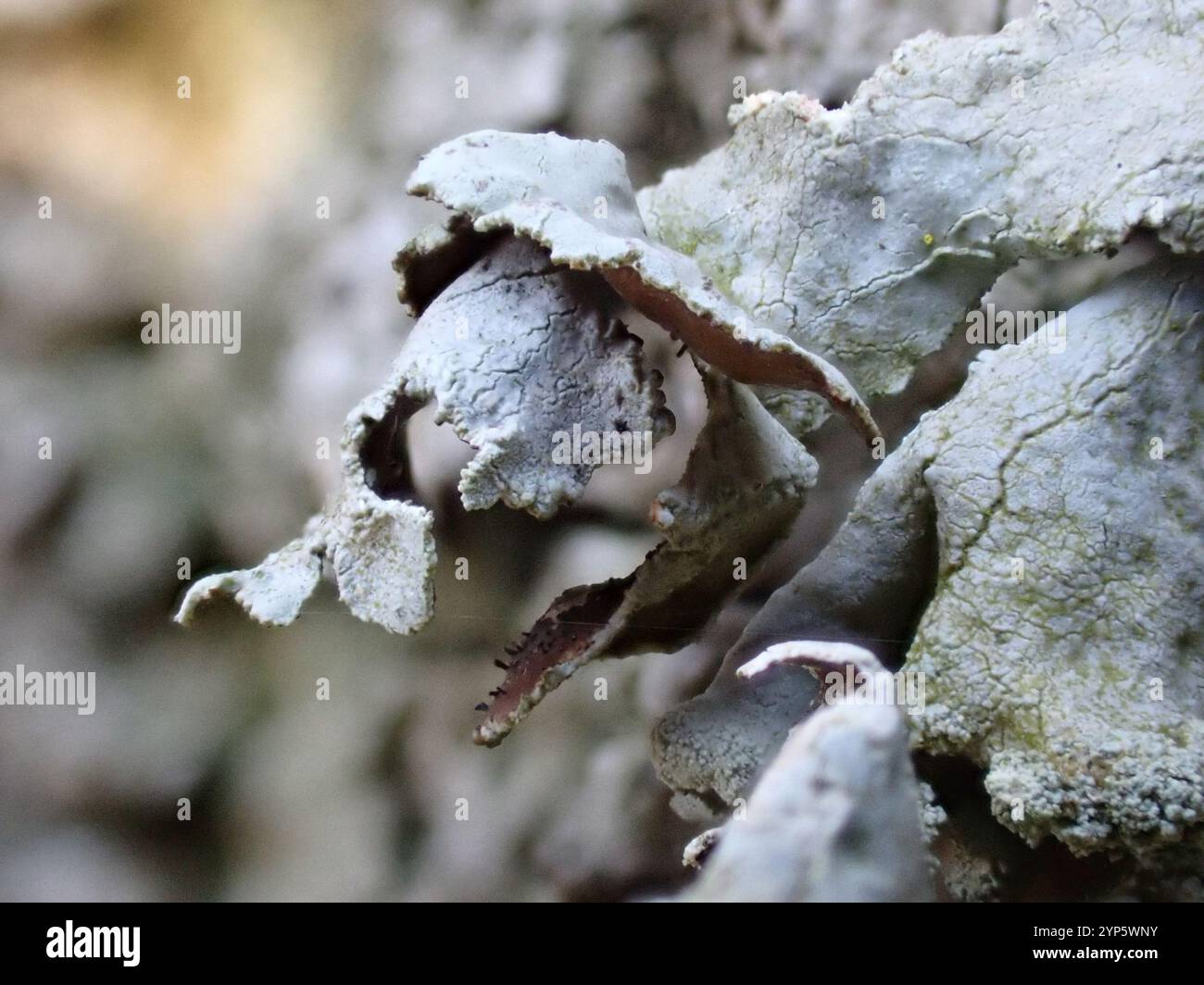 Powdered Loop Lichen (Hypotrachyna revoluta Stock Photo - Alamy