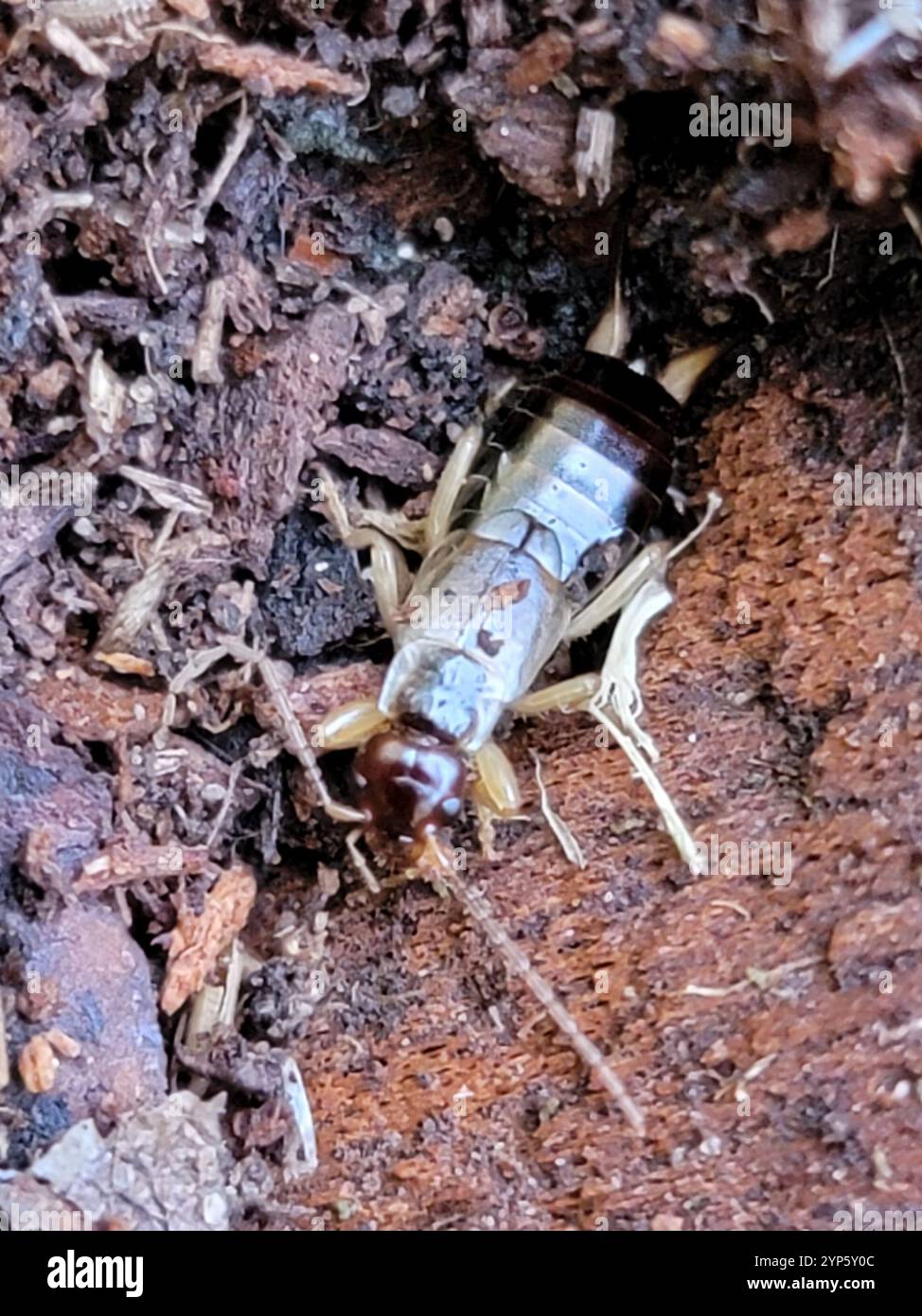 European Earwig Complex (Forficula auricularia Stock Photo - Alamy