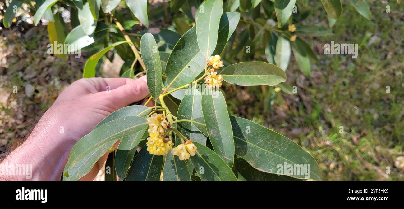 California bay (Umbellularia californica Stock Photo - Alamy