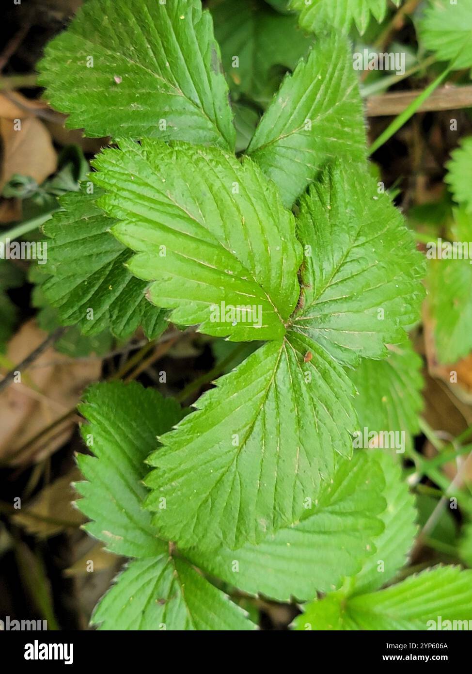 woodland strawberry (Fragaria vesca Stock Photo - Alamy