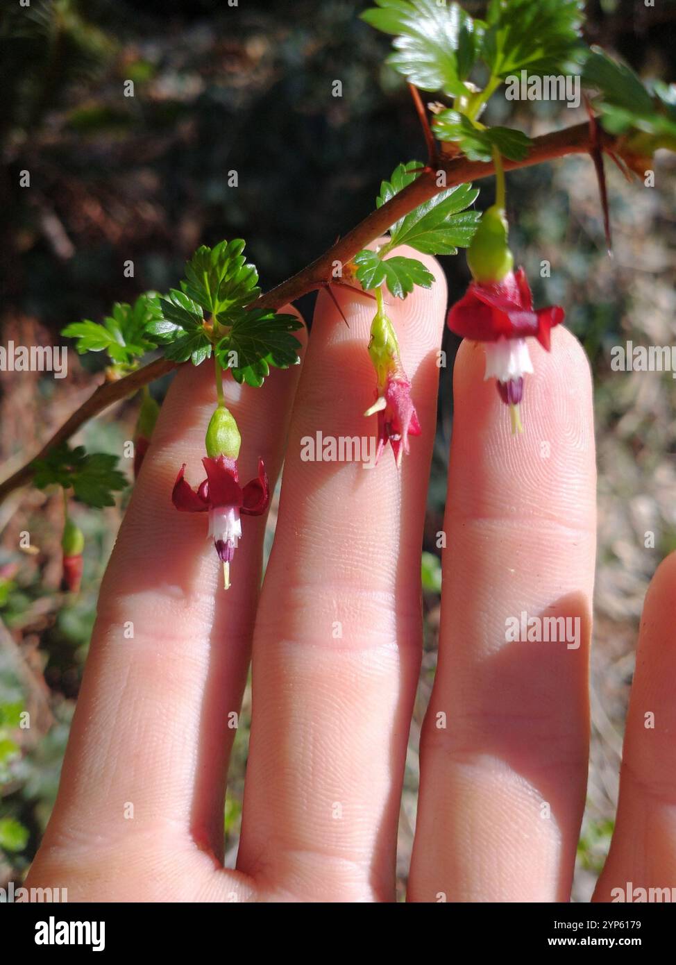 Sierra Gooseberry (Ribes roezlii Stock Photo - Alamy