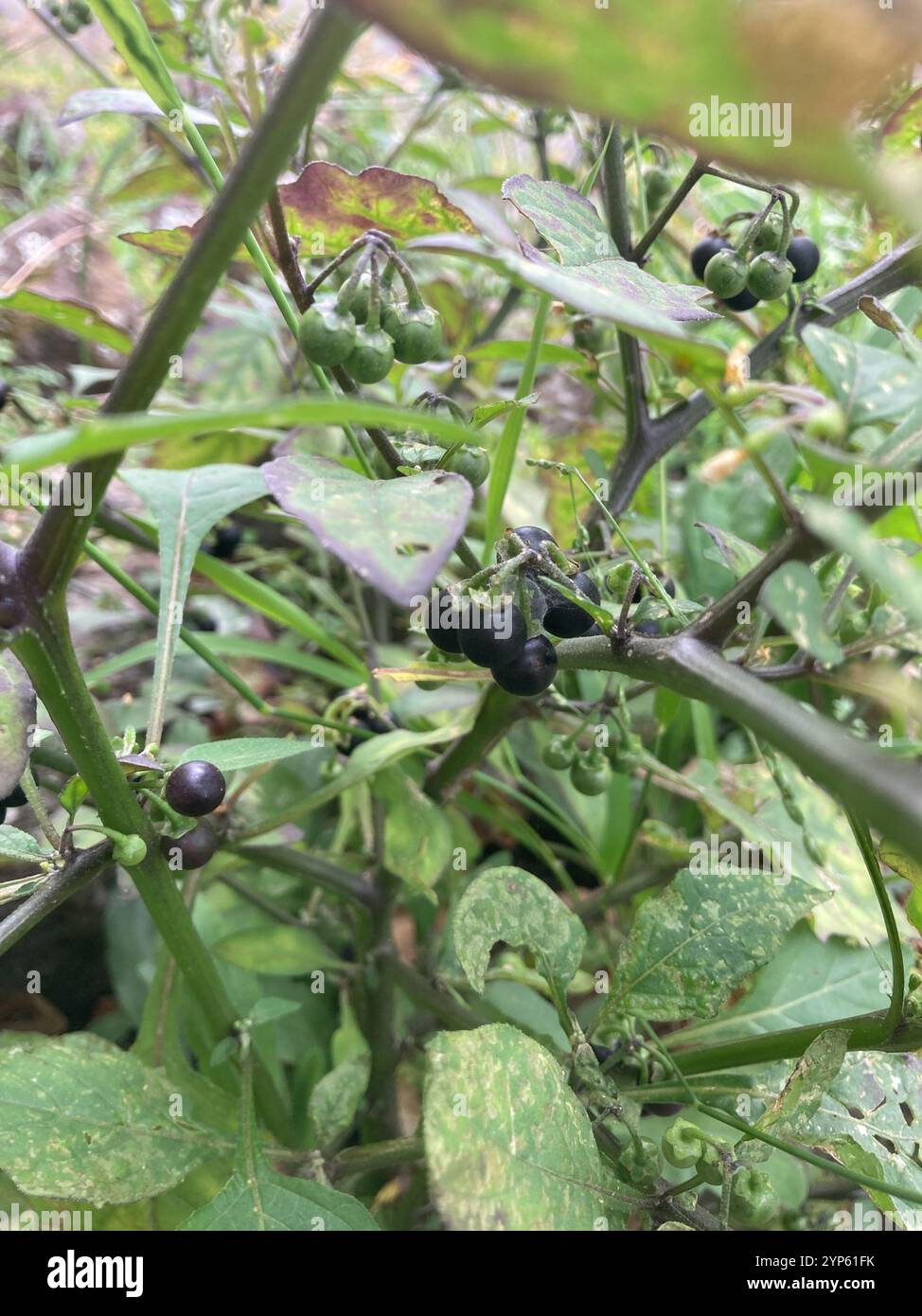 black nightshade (Solanum nigrum Stock Photo - Alamy