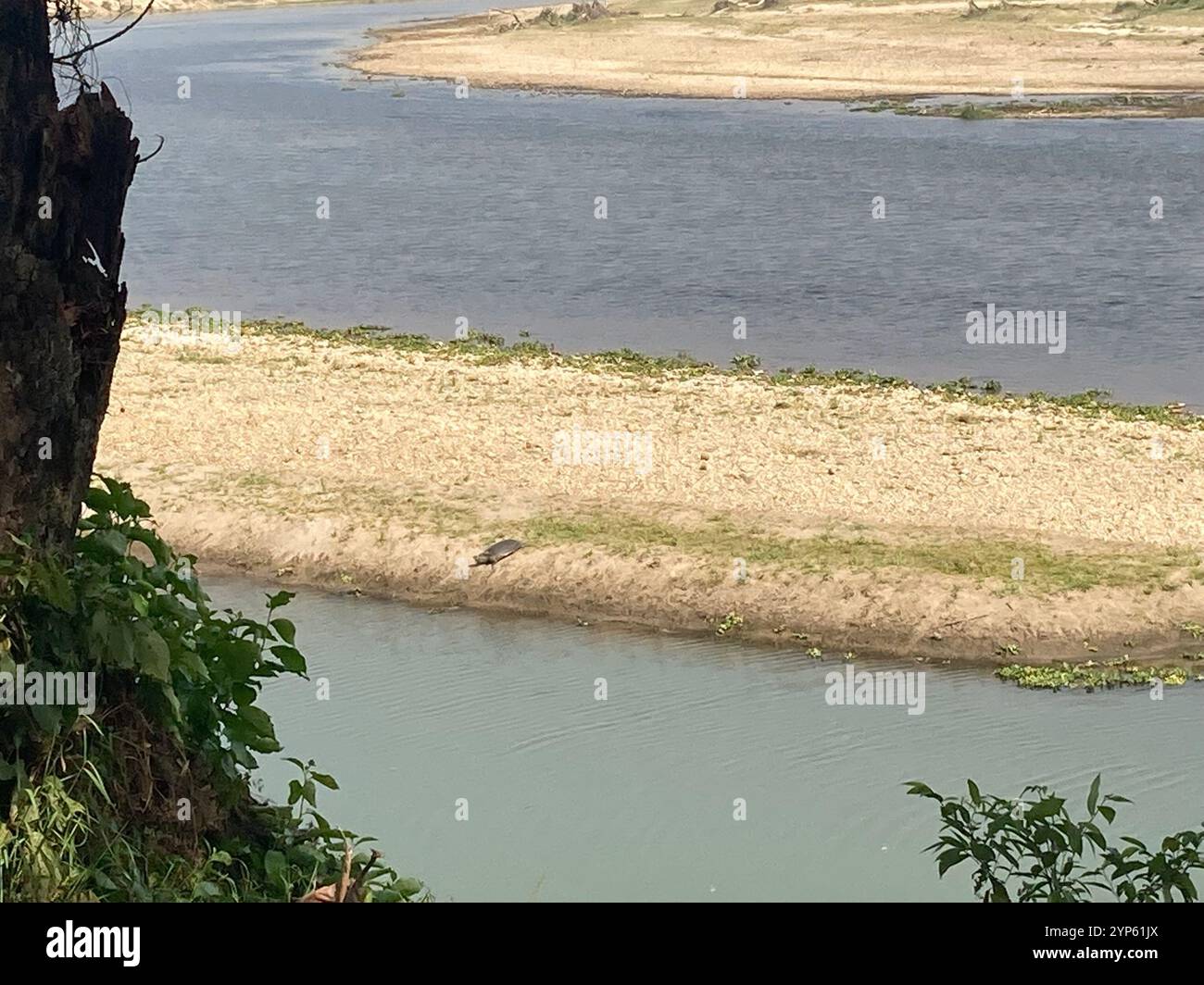 Nilssonia hi-res stock photography and images - Alamy