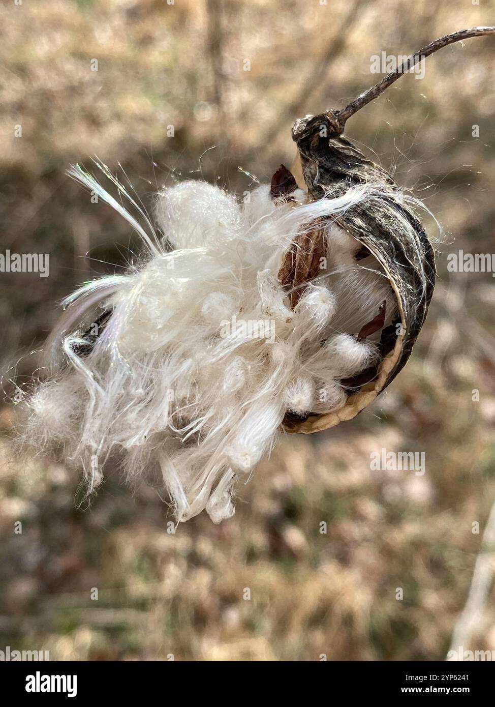 Anglepod (Gonolobus suberosus Stock Photo - Alamy
