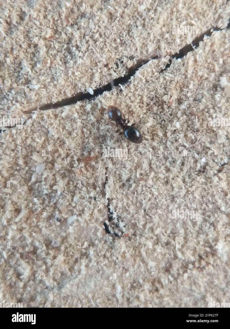 Dark Rover Ant Dark Rover Ant (Brachymyrmex patagonicus Stock Photo - Alamy