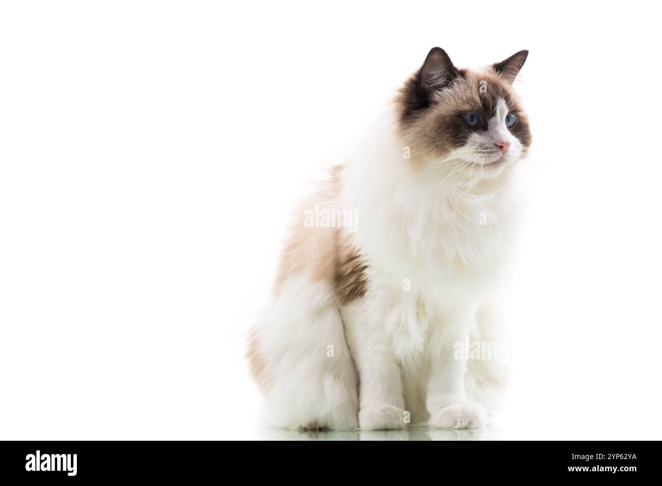 Happy beautiful Ragdoll cat isolated on white background Stock Photo ...