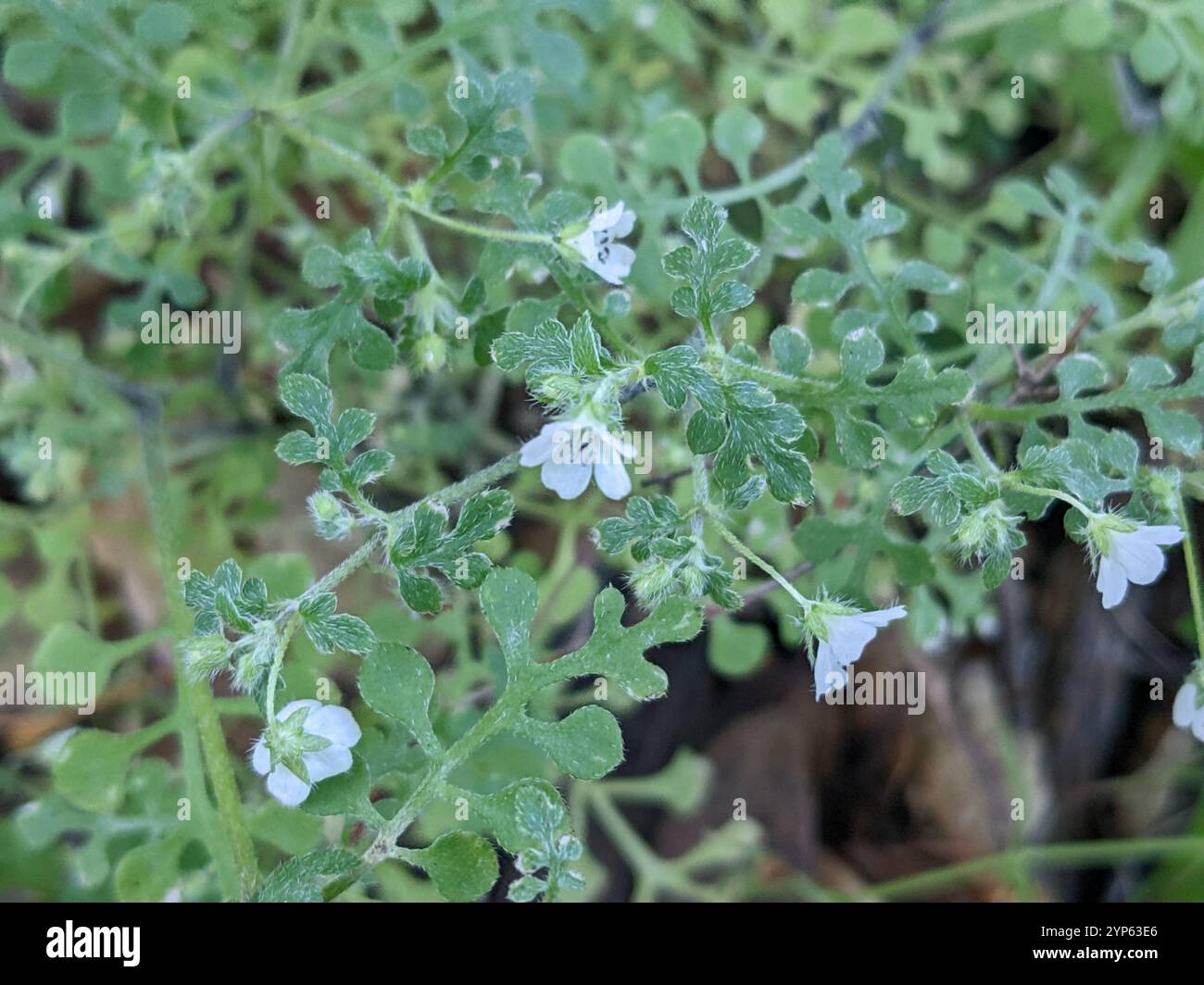 White nemophila (Nemophila heterophylla) Stock Photo