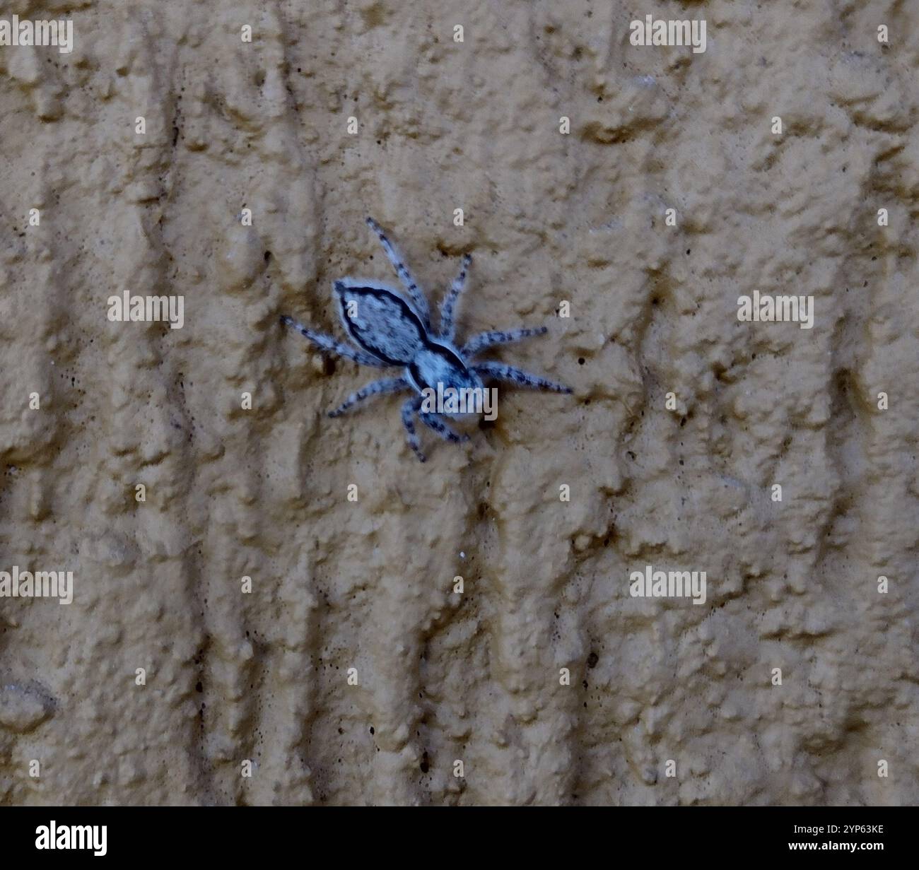 Gray Wall Jumping Spider (Menemerus bivittatus Stock Photo - Alamy