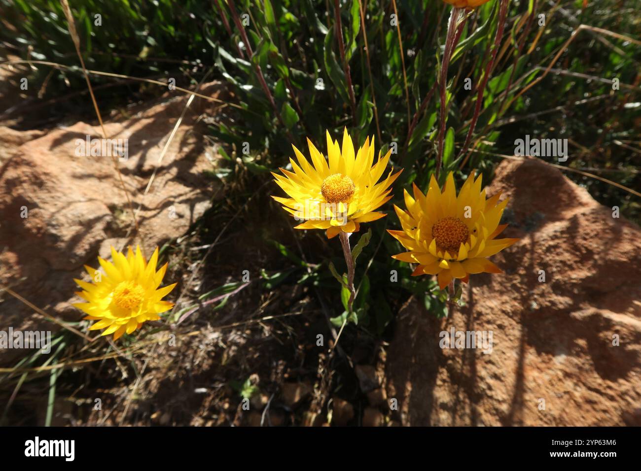 Alpine Everlasting (Xerochrysum subundulatum Stock Photo - Alamy