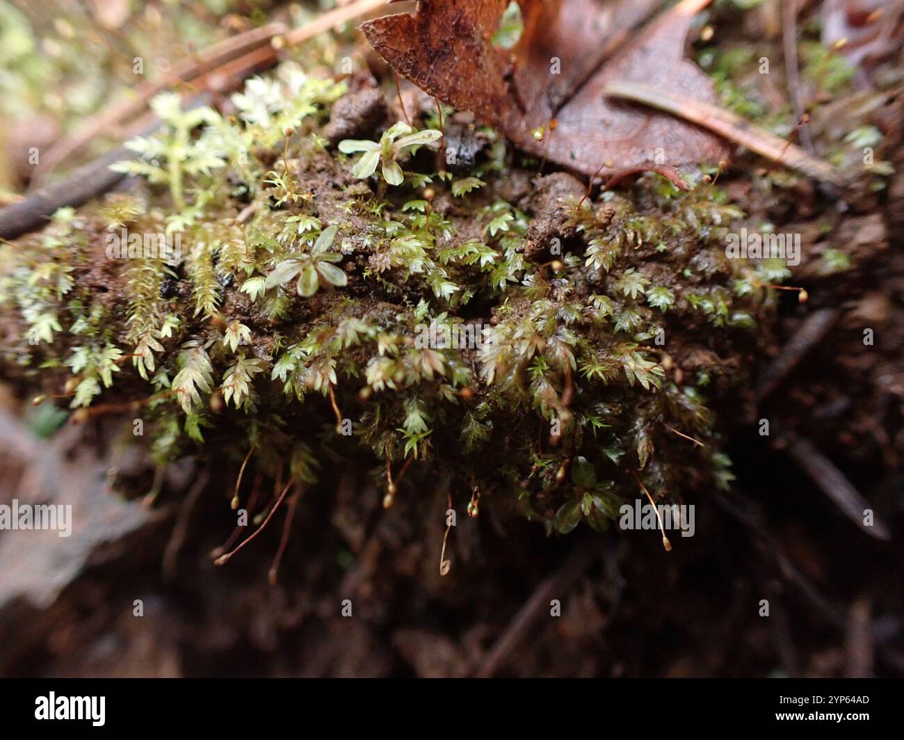 THE BASE - MS POCKET / MOSS OLV main image 1