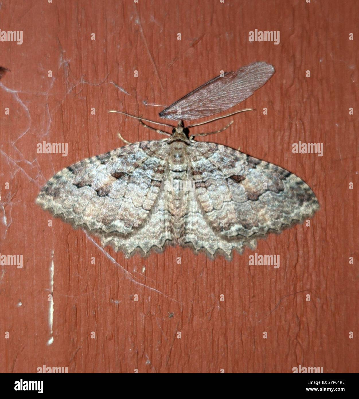 Triphosa haesitata hi-res stock photography and images - Alamy