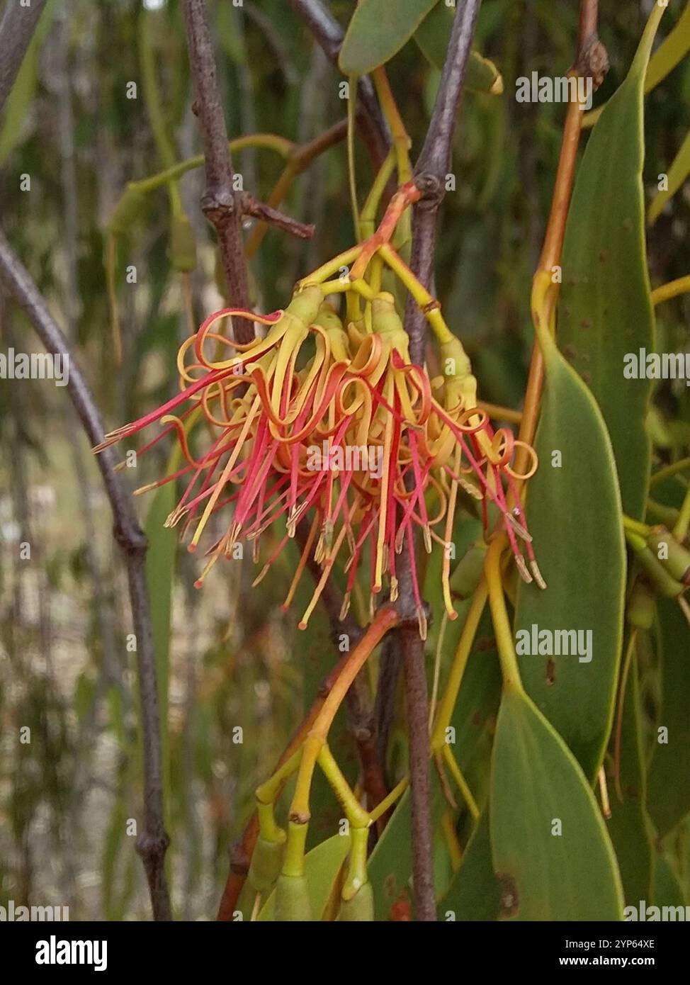 Box Mistletoe (Amyema miquelii Stock Photo - Alamy