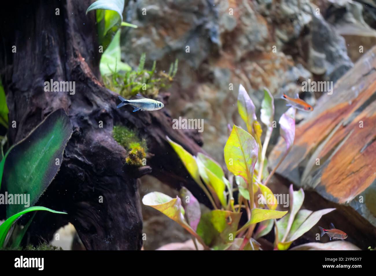 close-up of colourful relaxing fish moving amongst plants and rocks in ...