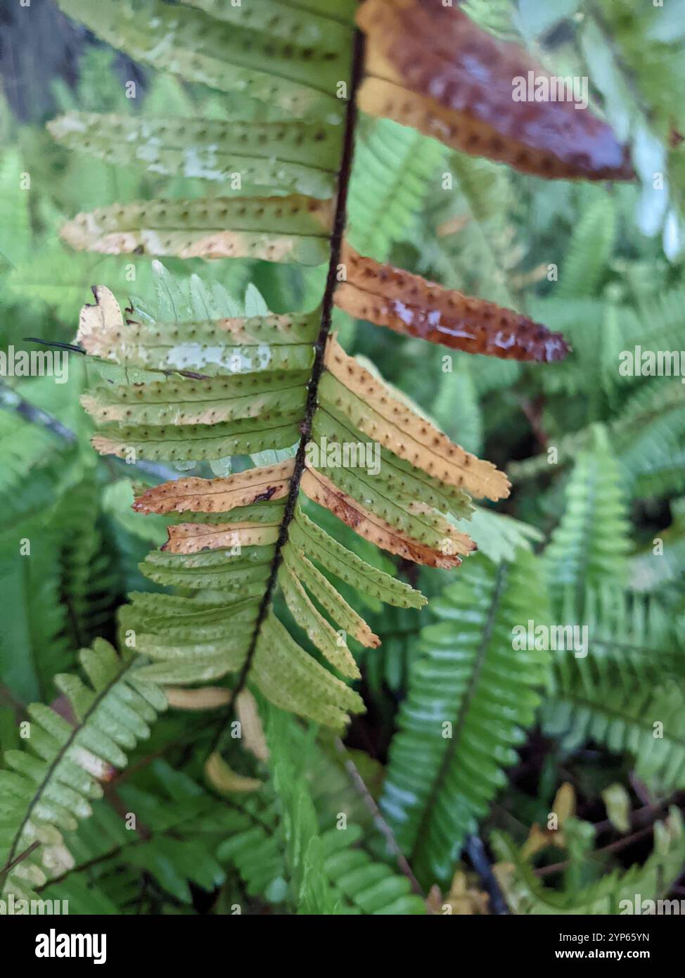 Fishbone Fern (Nephrolepis cordifolia Stock Photo - Alamy