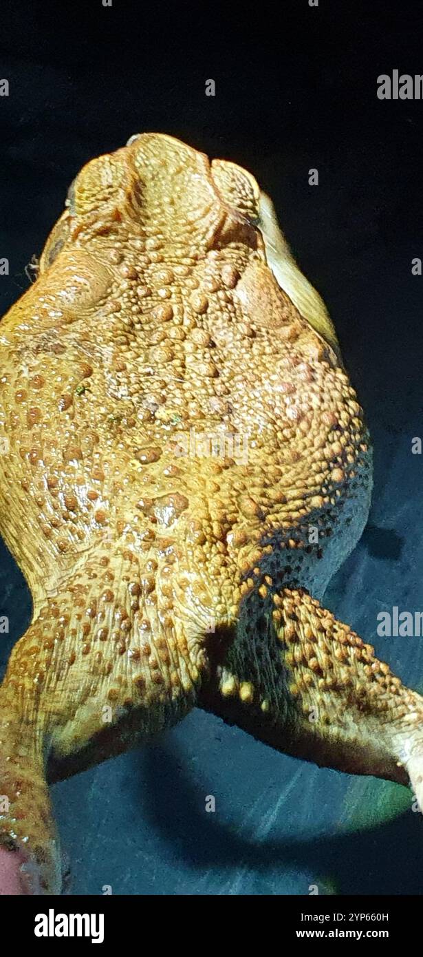 Cane Toad (Rhinella marina Stock Photo - Alamy
