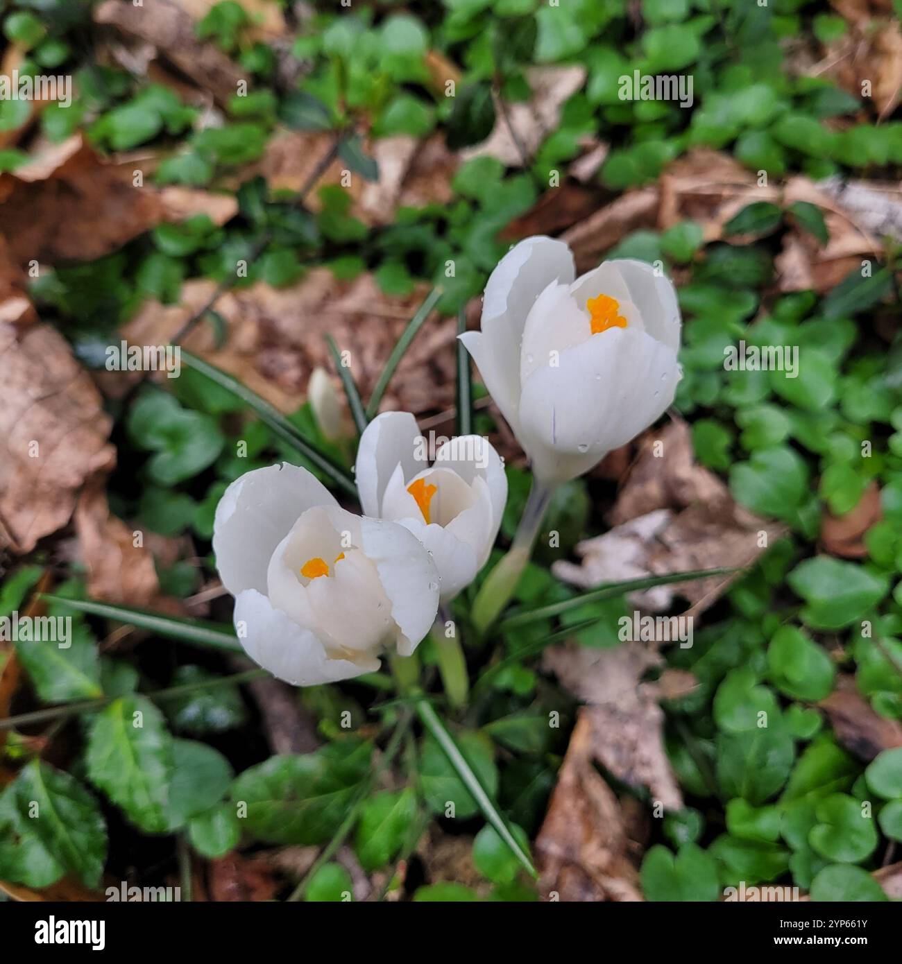 Section Crocus (Crocus Stock Photo - Alamy