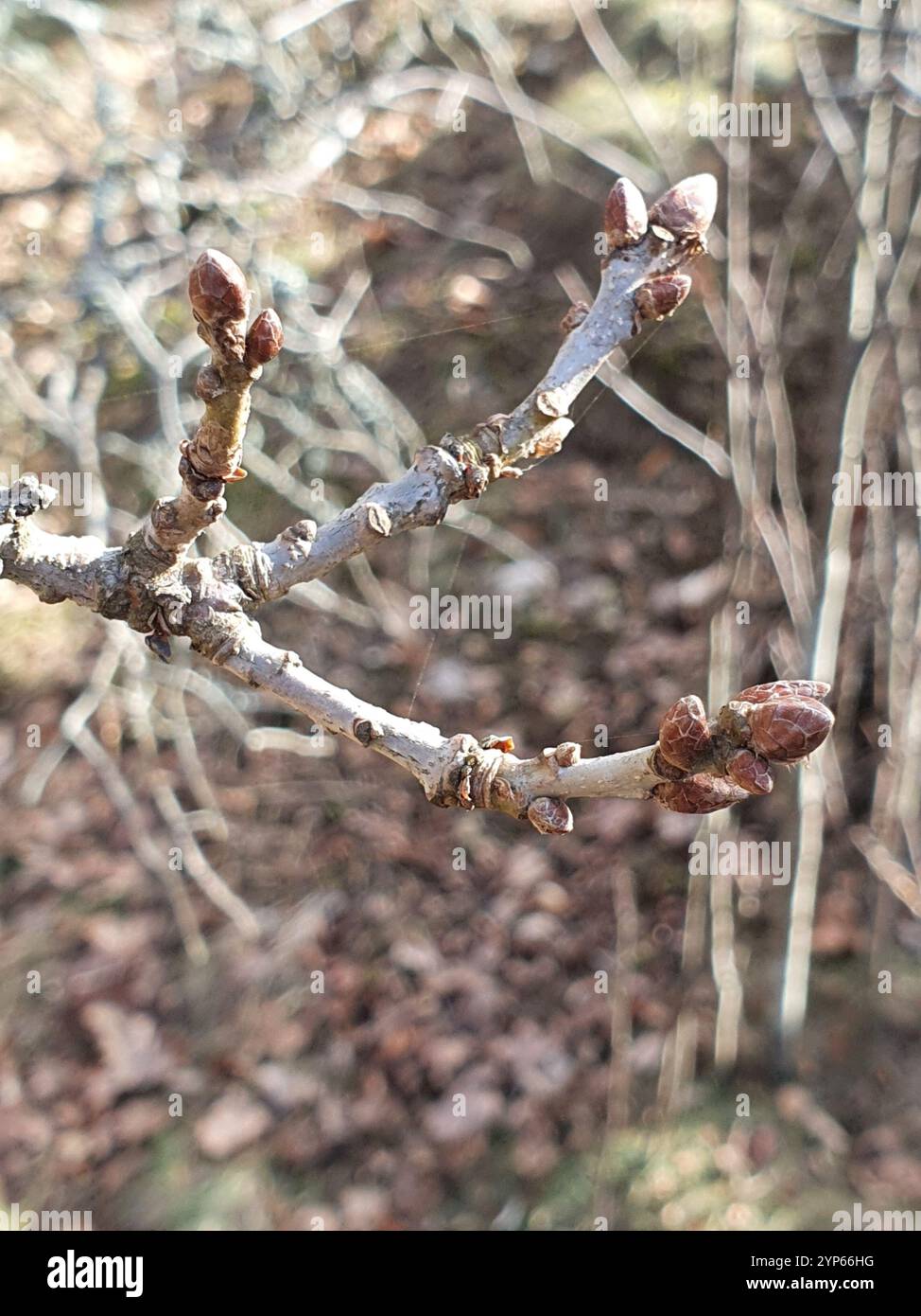 English oak (Quercus robur Stock Photo - Alamy