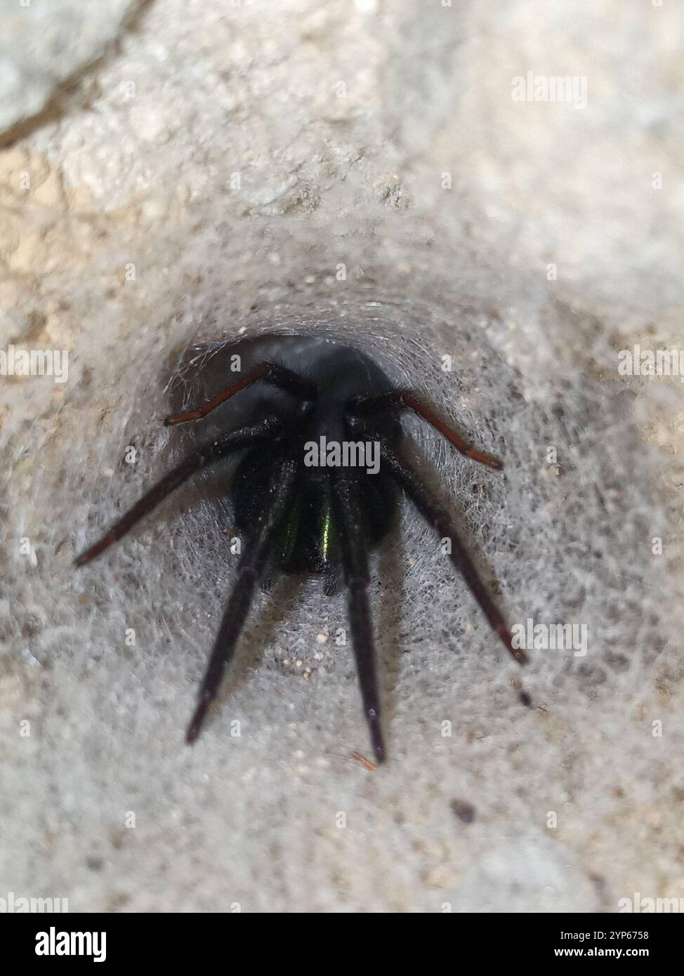 Tube-dwelling Spider (Segestria florentina) Stock Photo