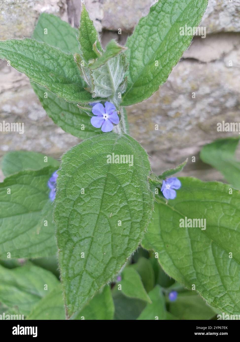 Green Alkanet (Pentaglottis sempervirens Stock Photo - Alamy