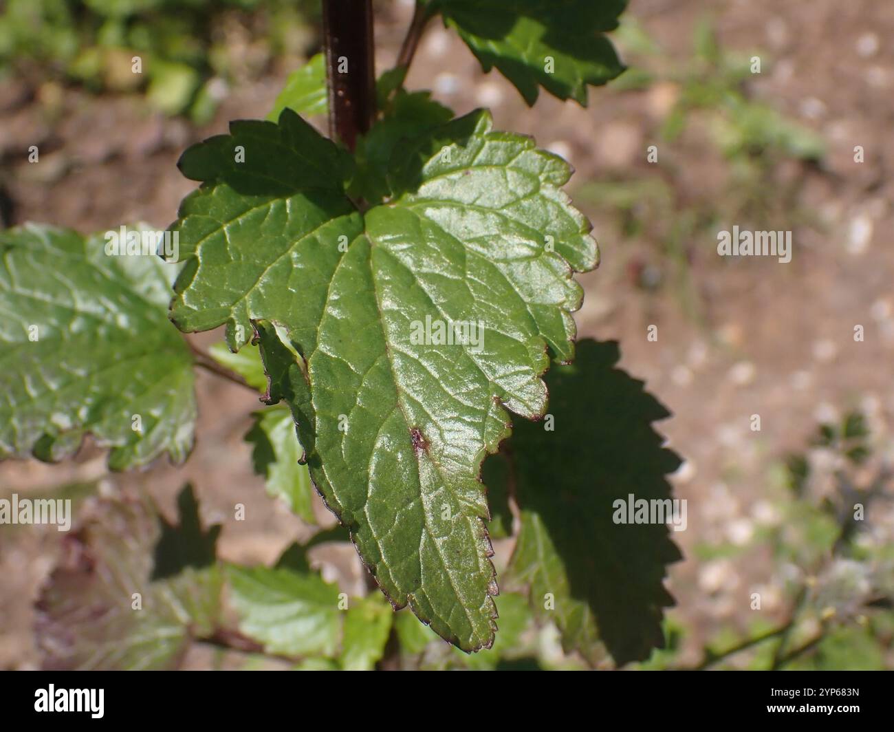 Nettle leaved Figwort Scrophularia Peregrina Stock Photo Alamy nettle-leaved-figwort-scrophularia-peregrina-stock-photo-alamy