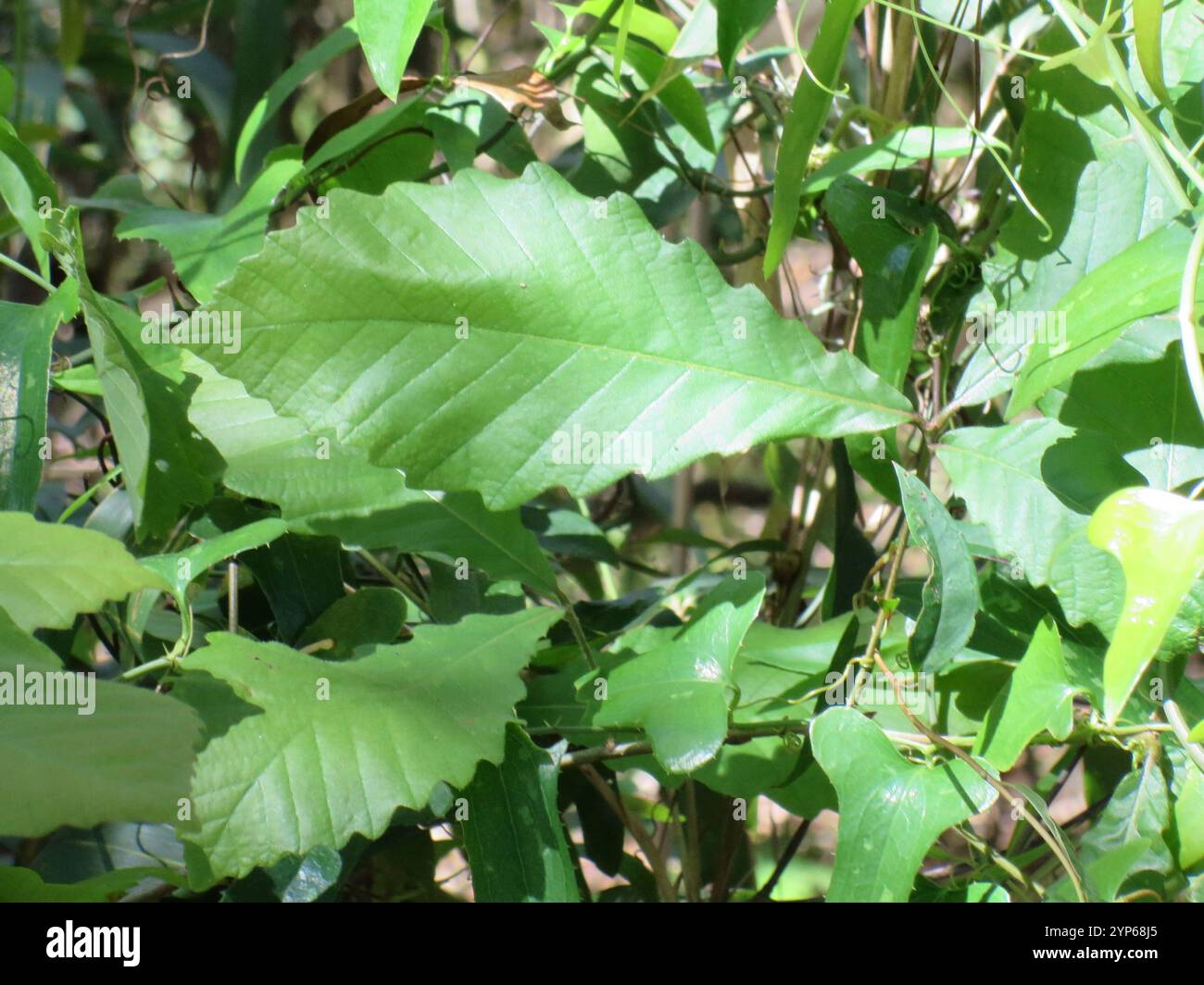 swamp chestnut oak (Quercus michauxii Stock Photo - Alamy