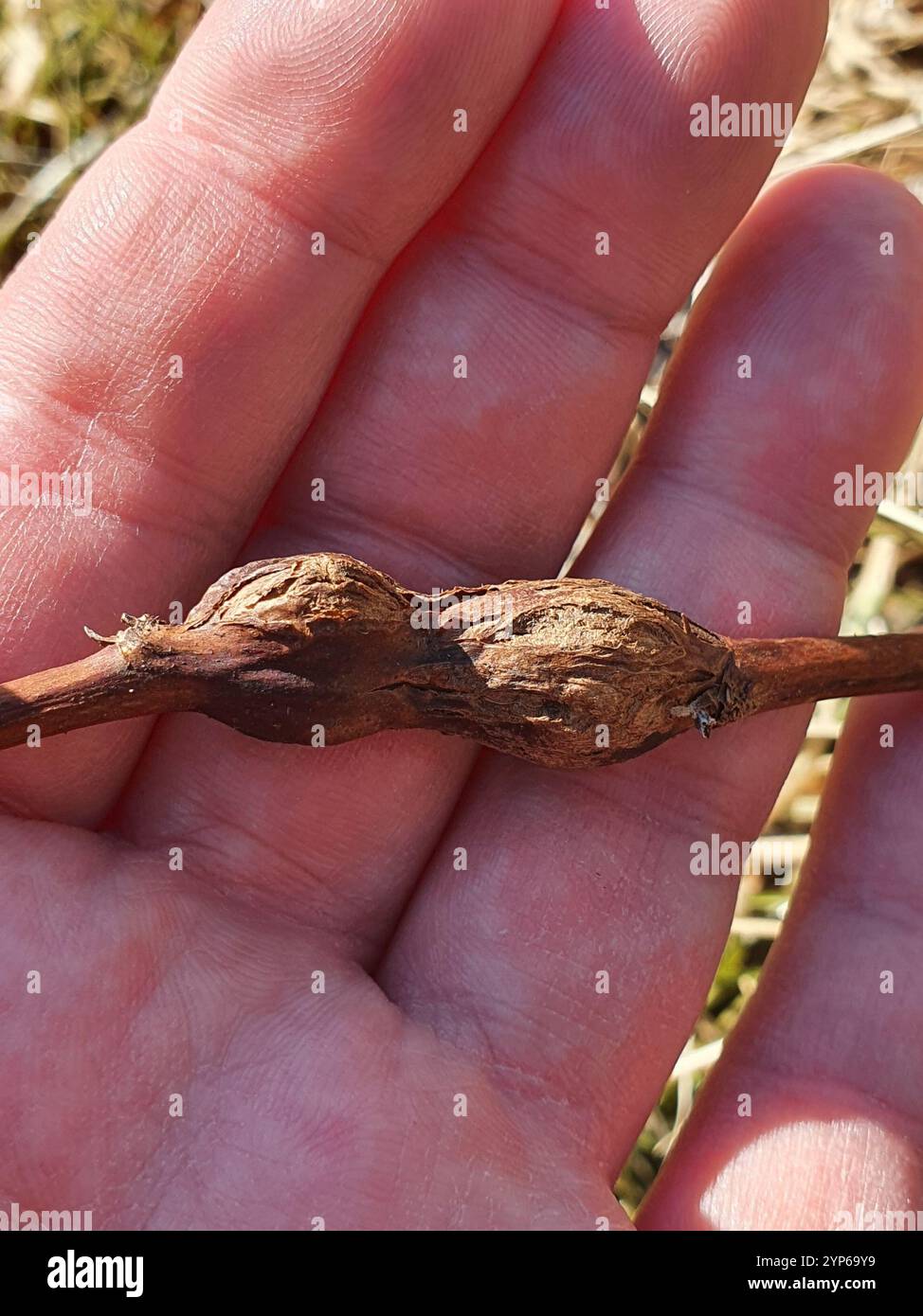 Raspberry gall midge (Lasioptera rubi Stock Photo - Alamy