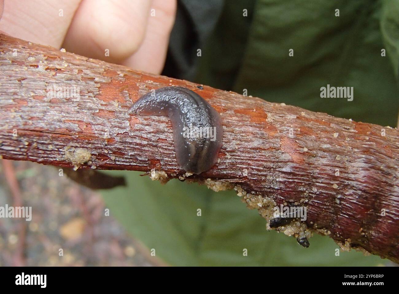 Red triangle slug triboniophorus graeffei stock photo alamy