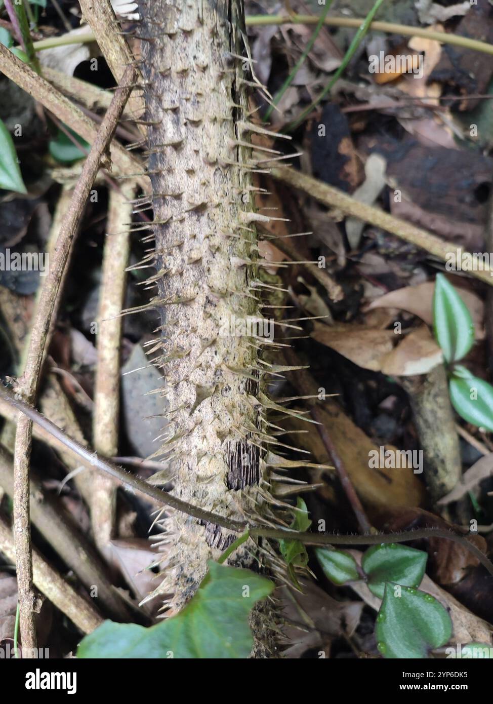Yellow Rotang Palm (Calamus formosanus Stock Photo - Alamy