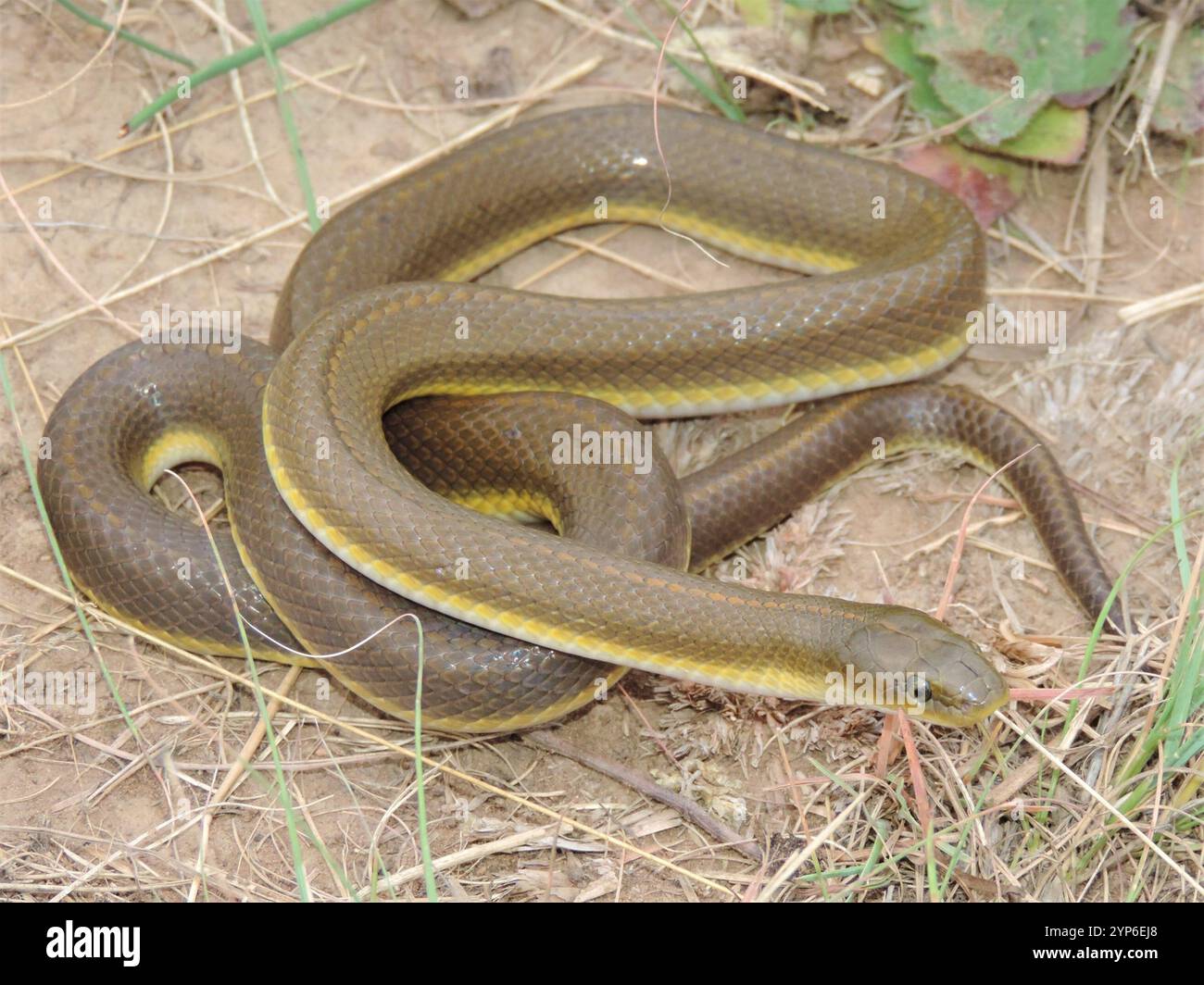Aurora snake hi-res stock photography and images - Alamy