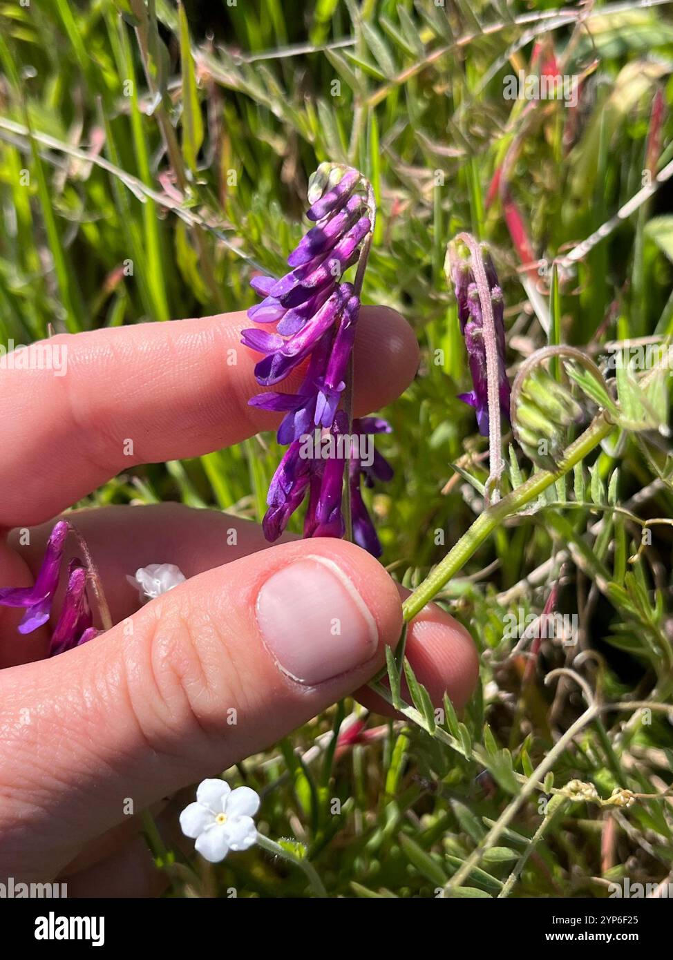 Hairy Vetch Vicia Villosa Stock Photo Alamy hairy-vetch-vicia-villosa-stock-photo-alamy