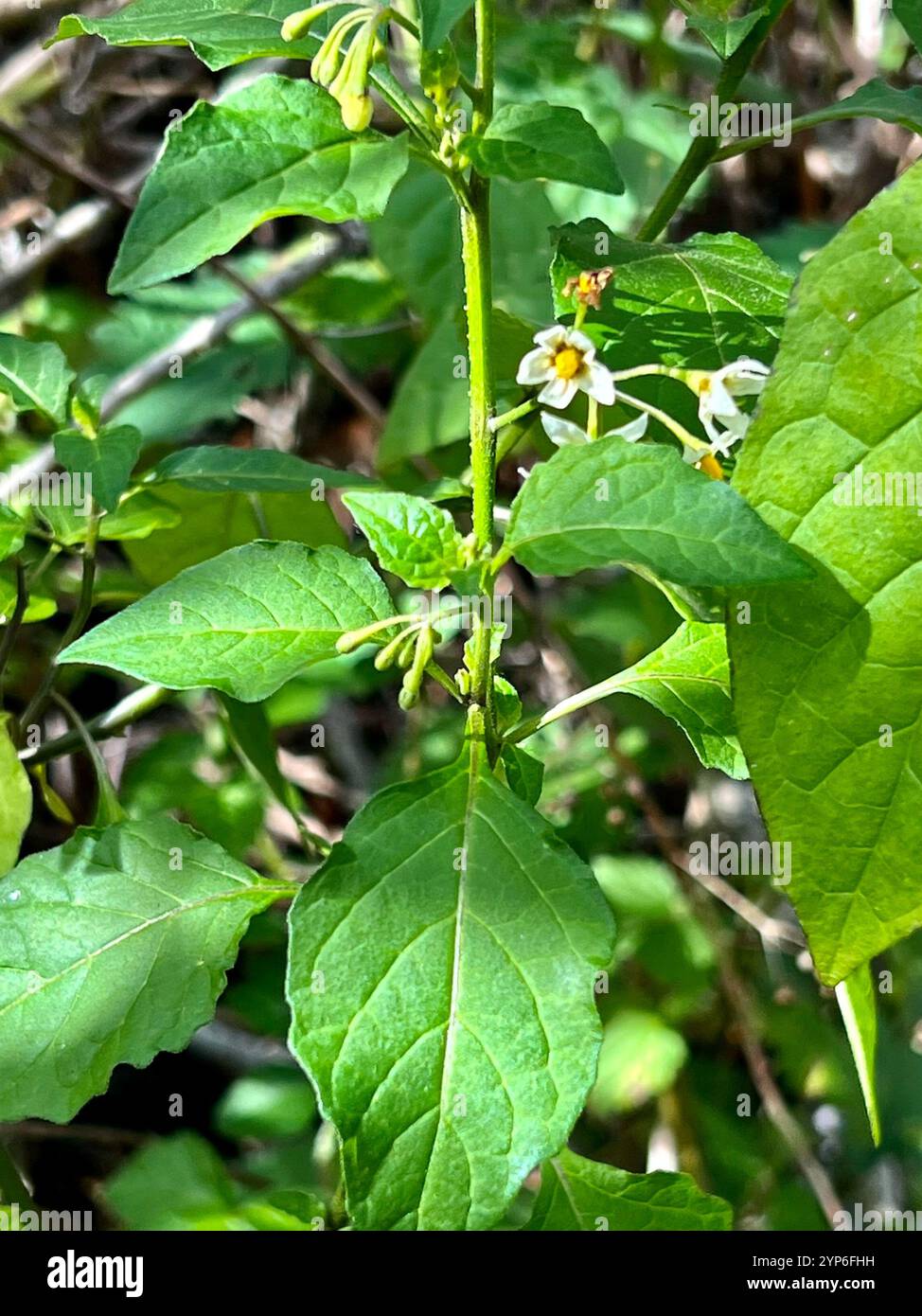 Black Nightshade Complex (Solanum nigrum Stock Photo - Alamy