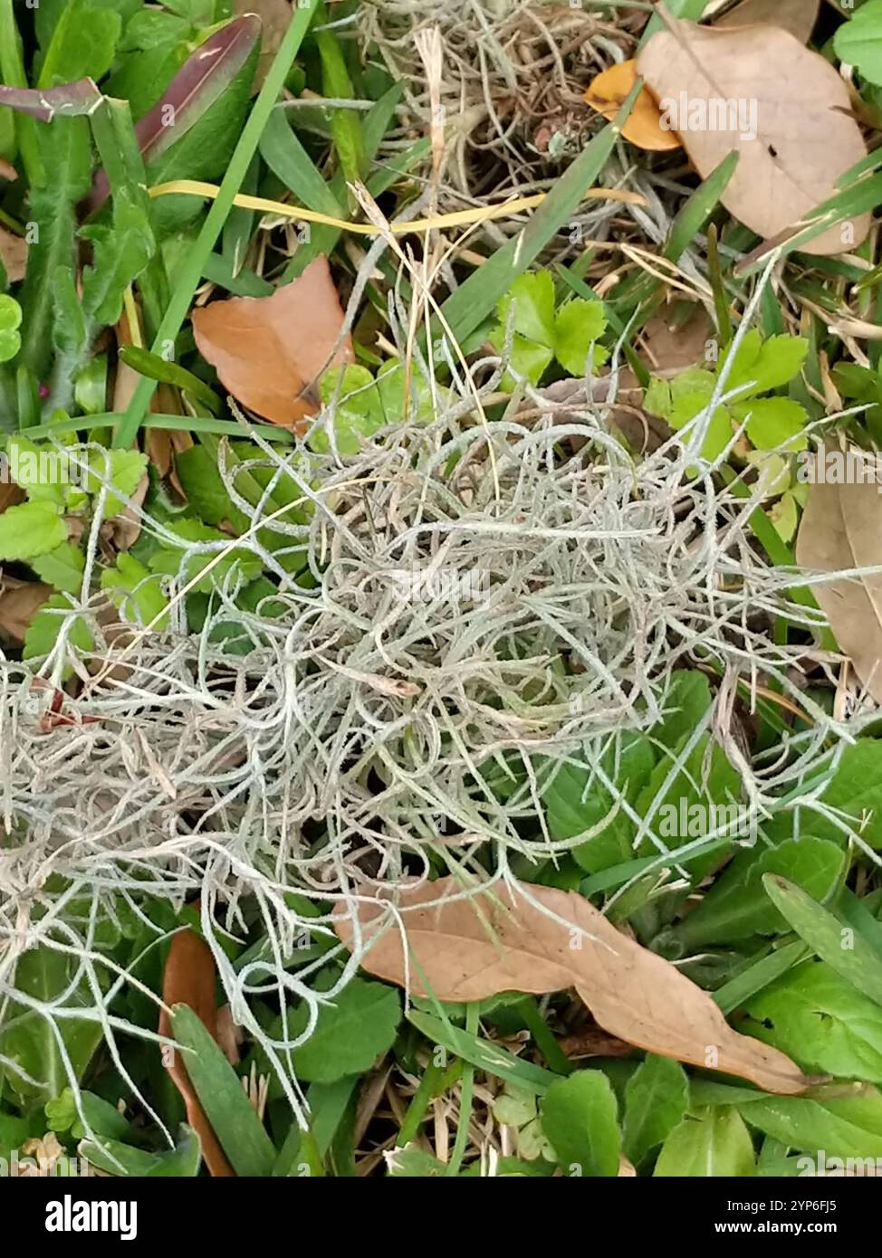 Spanish moss (Tillandsia usneoides Stock Photo - Alamy