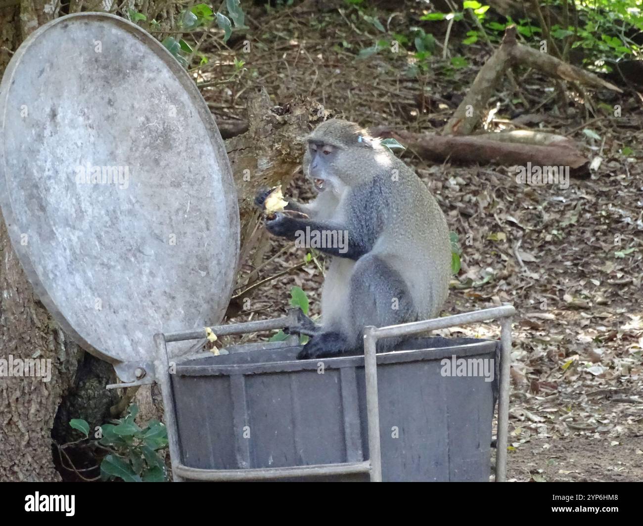 White-throated Samango (Cercopithecus mitis erythrarchus Stock Photo ...
