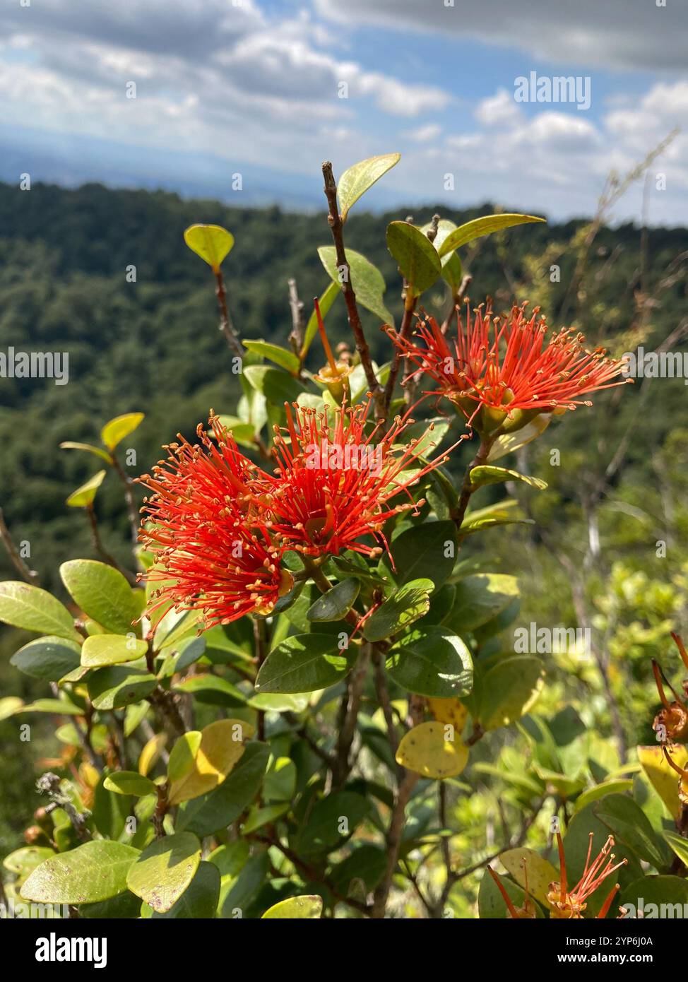 Scarlet rata hi-res stock photography and images - Alamy