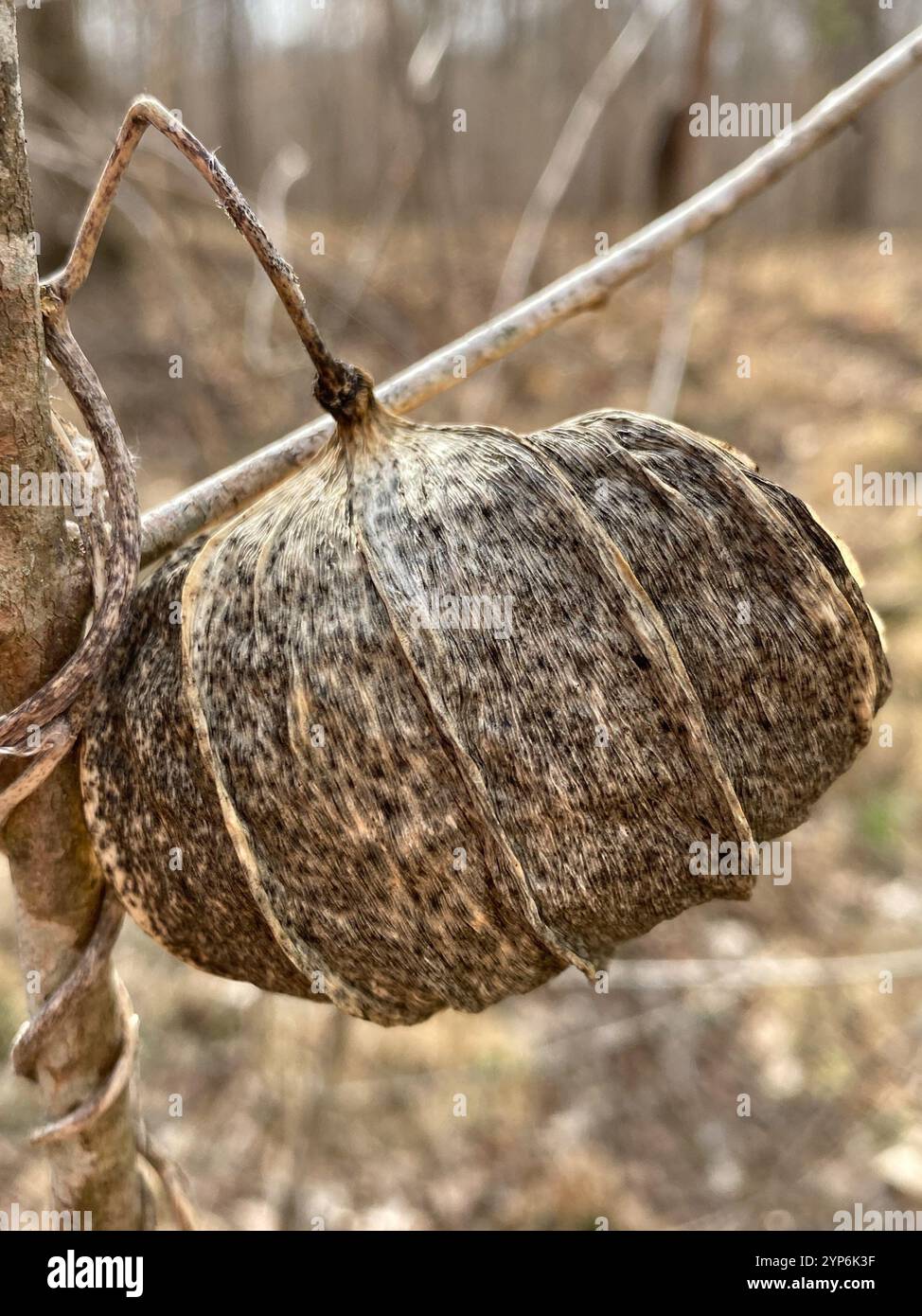Anglepod (Gonolobus suberosus Stock Photo - Alamy