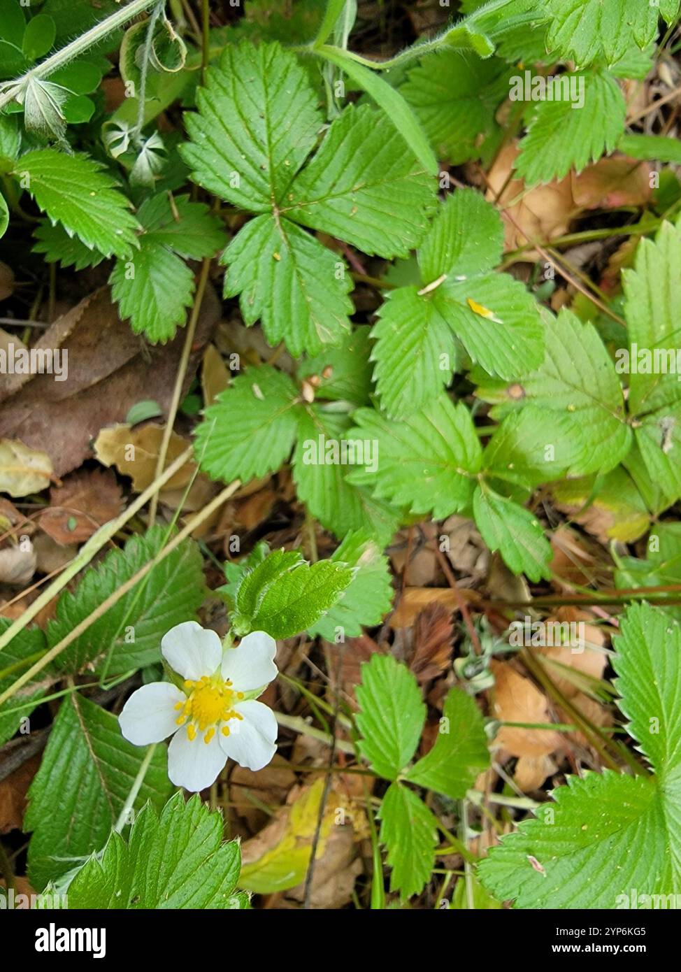 woodland strawberry (Fragaria vesca Stock Photo - Alamy
