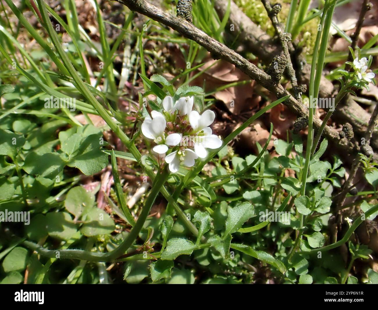 hairy bittercress (Cardamine hirsuta Stock Photo - Alamy
