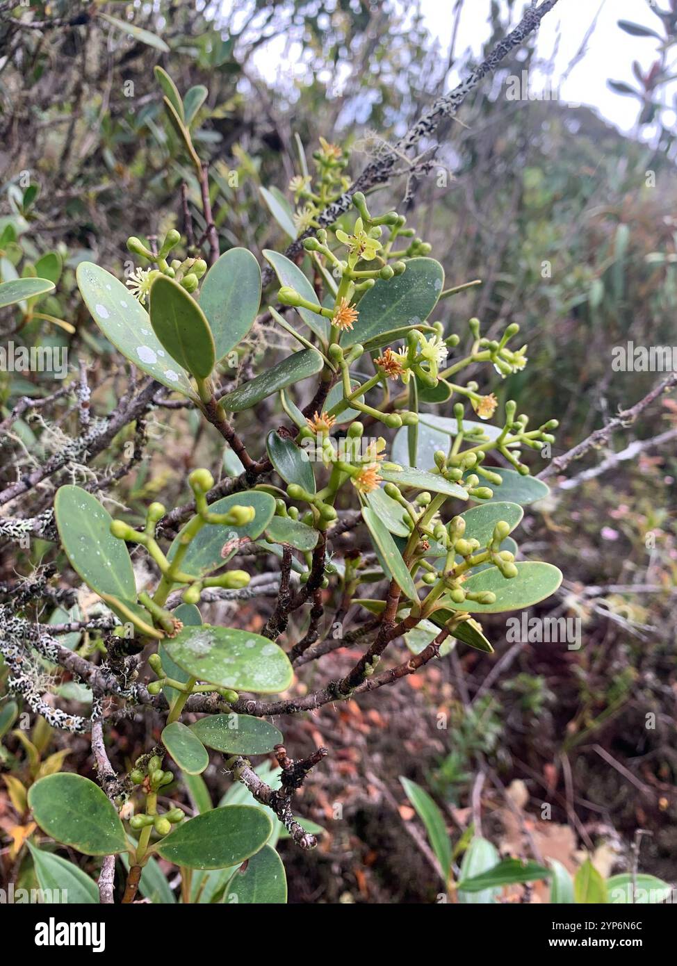 attorney trees (Clusia Stock Photo - Alamy