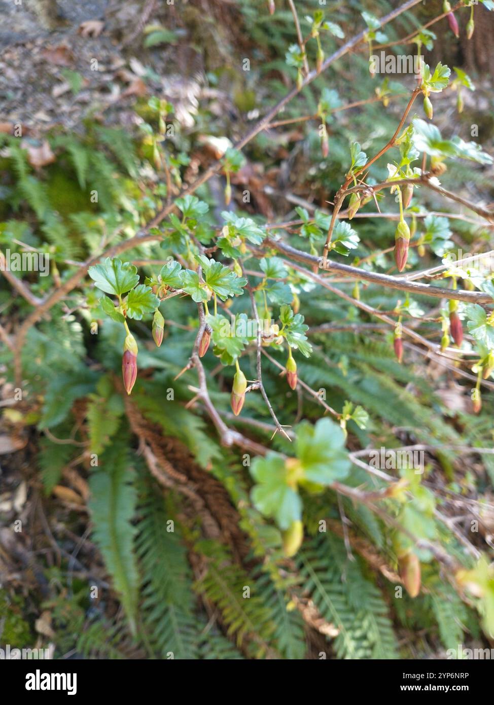 Ribes roezlii hi-res stock photography and images - Alamy