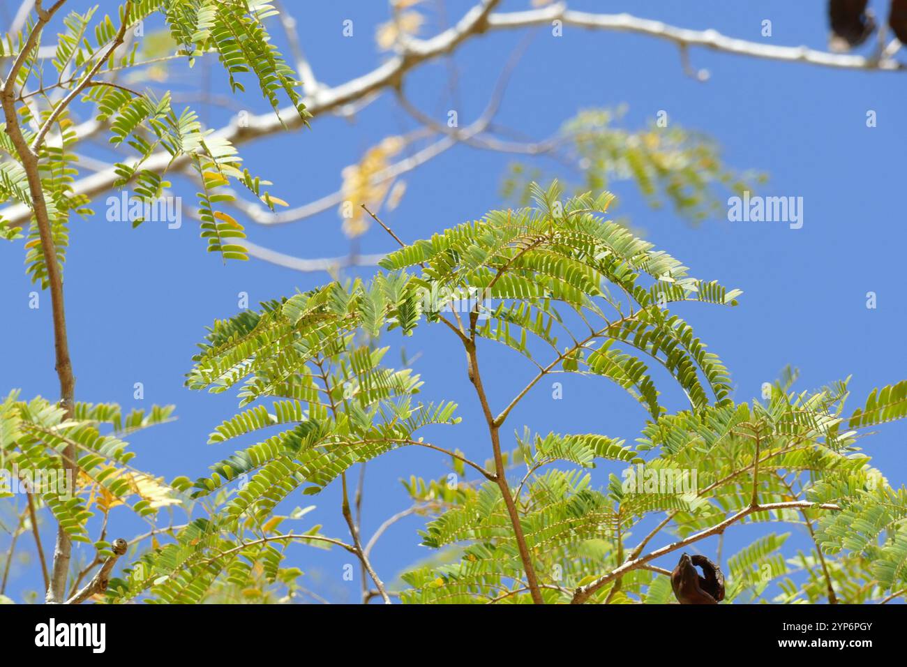 elephant ear tree (Enterolobium cyclocarpum Stock Photo - Alamy
