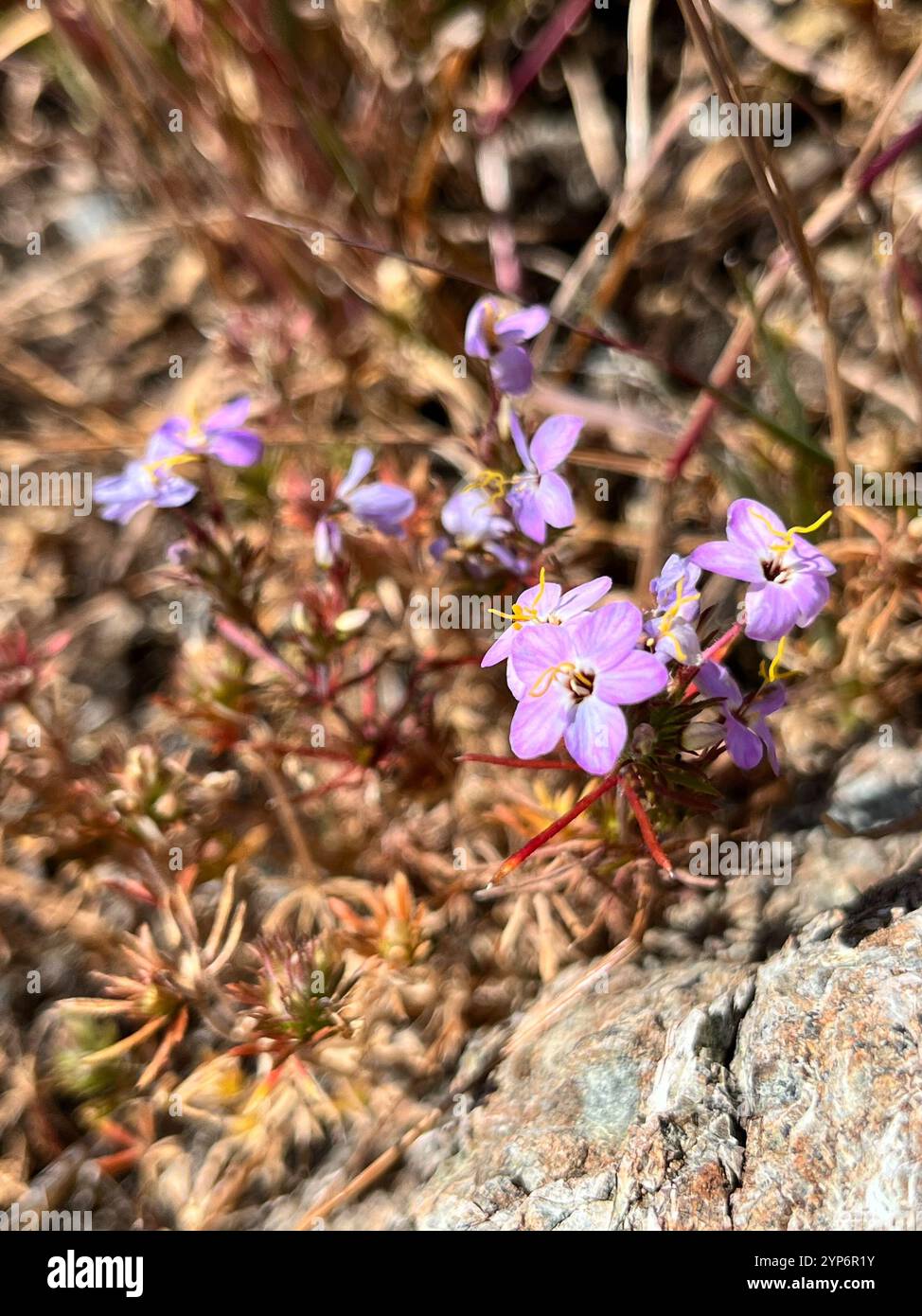 variable linanthus (Leptosiphon parviflorus Stock Photo - Alamy