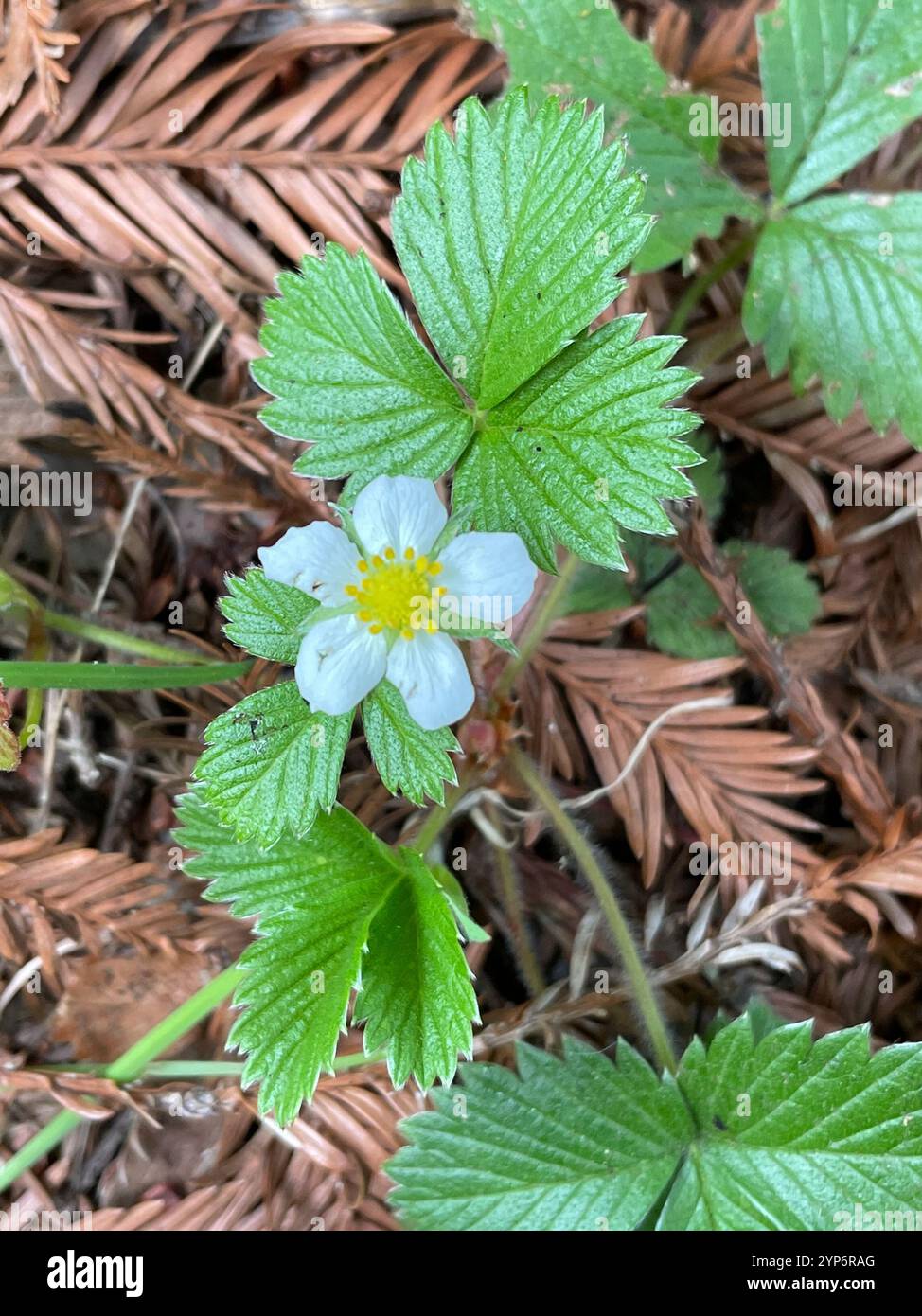 woodland strawberry (Fragaria vesca Stock Photo - Alamy