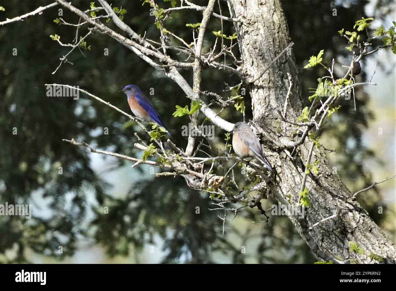 Awowee Tasse à Café Colorée Mexicaine Talavera En Bleu, Orange Et Blanc, 325 Ml, Tasse à Thé En Céramique, Meilleur Cadeau Ou Souvenir Pour La Famille, Les Amis, Les Collègues De Travail