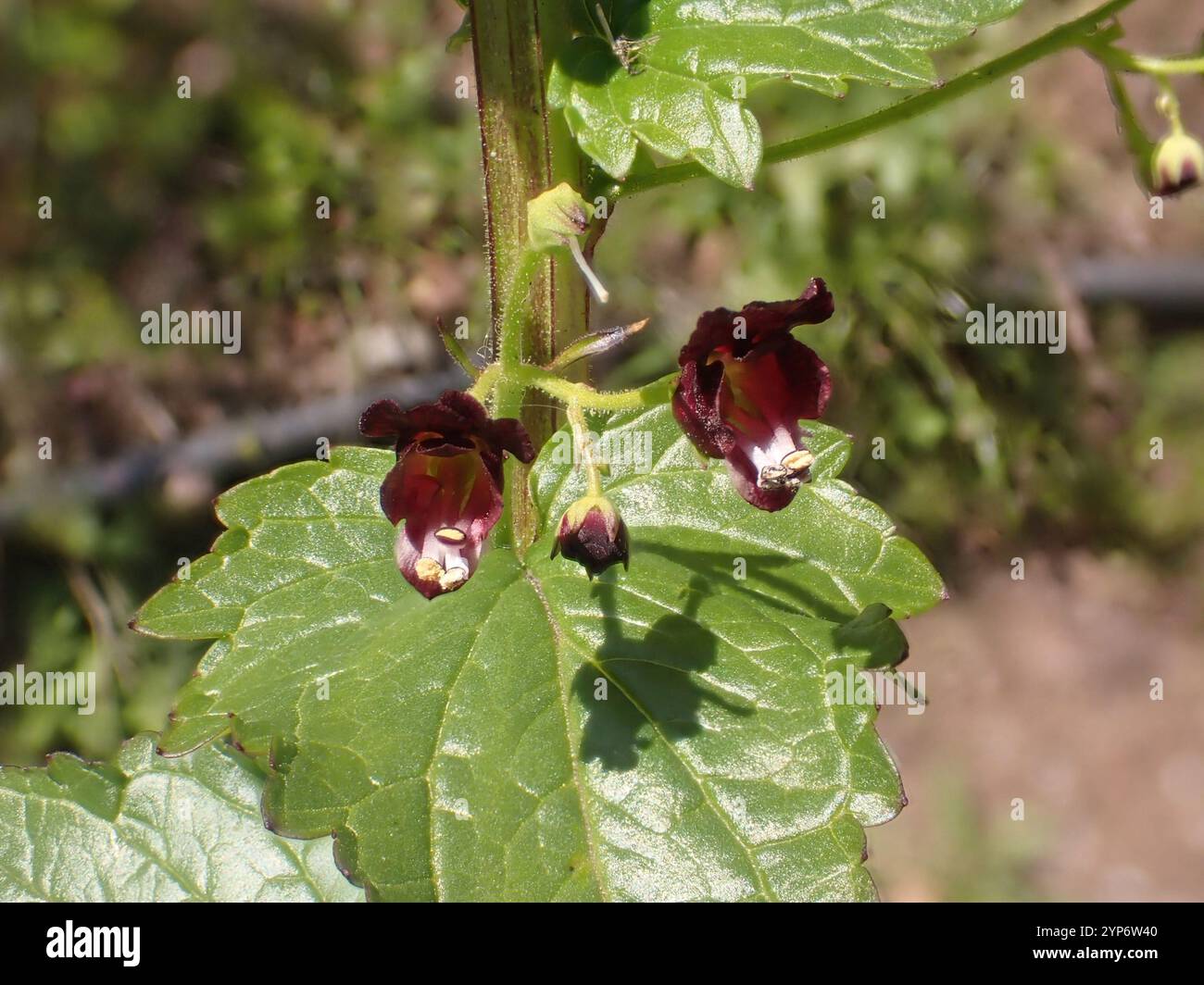 Nettle leaved Figwort Scrophularia Peregrina Stock Photo Alamy nettle-leaved-figwort-scrophularia-peregrina-stock-photo-alamy
