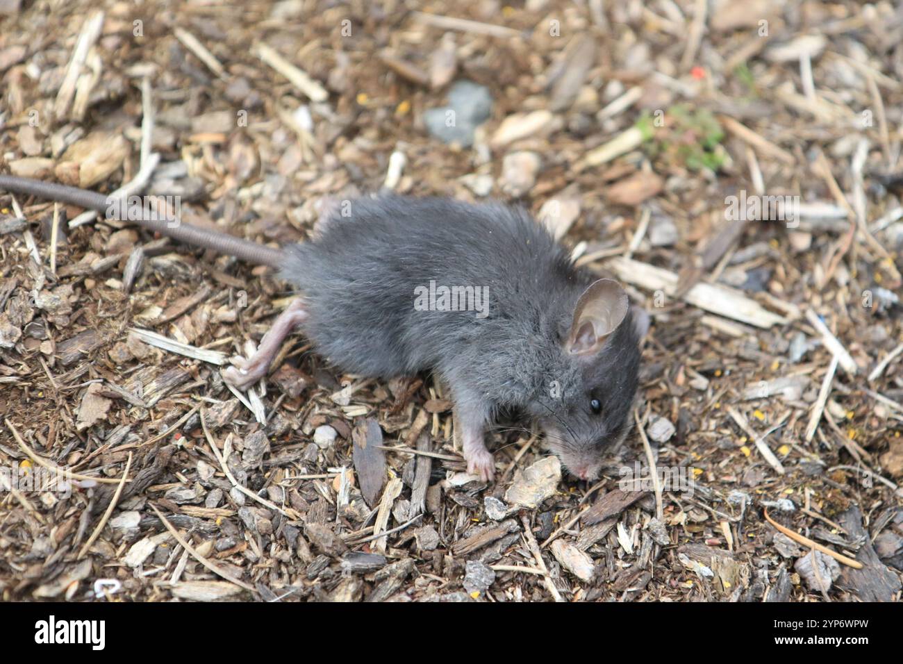 Black Rat (Rattus rattus Stock Photo - Alamy