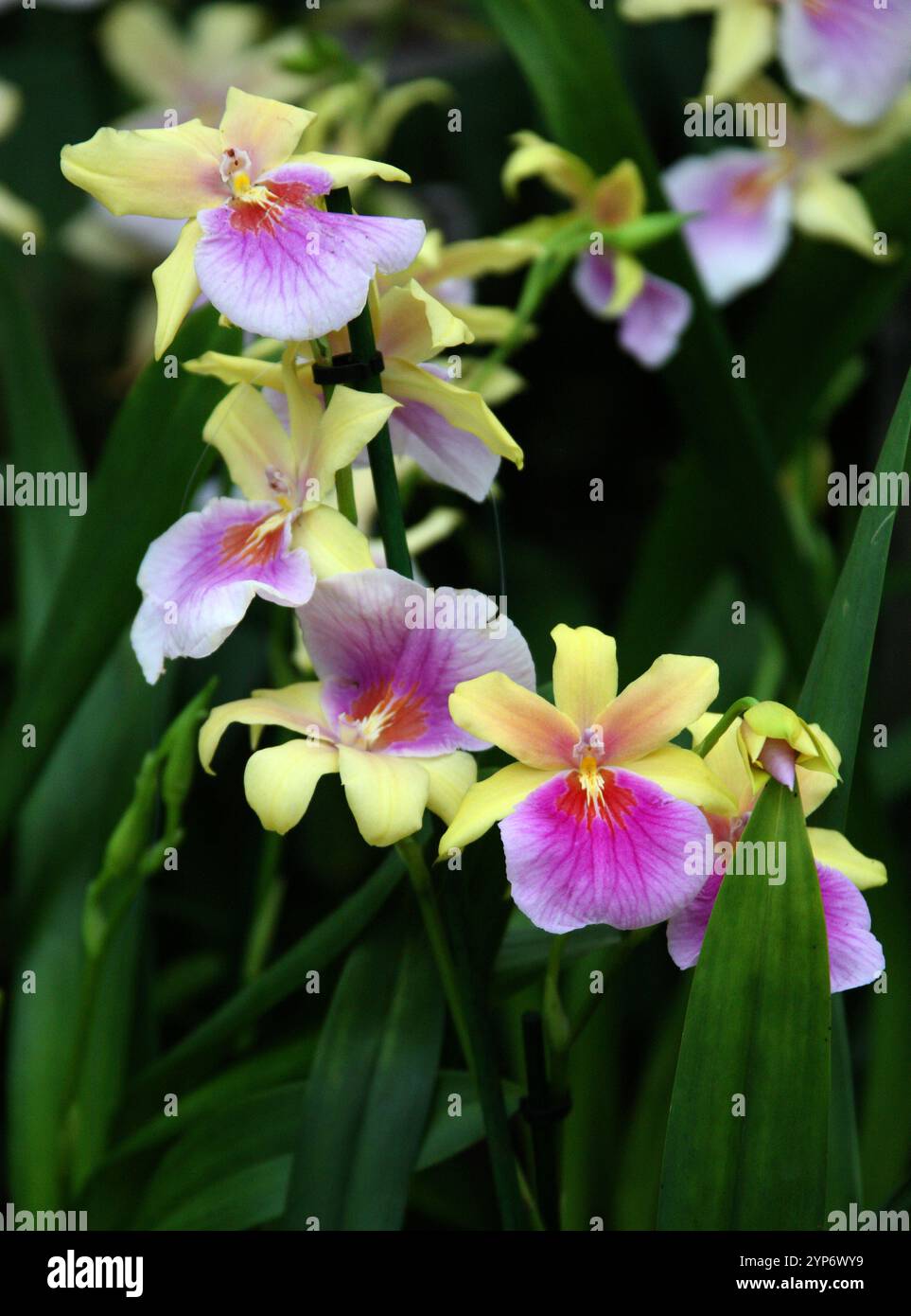 Pansy Orchid or Miltonia Sunset Orchid, Miltoniopsis phalaenopsis, Orchidaceae. The Miltonia Sunset is a sympodial epiphyte orchid hybrid. Stock Photo