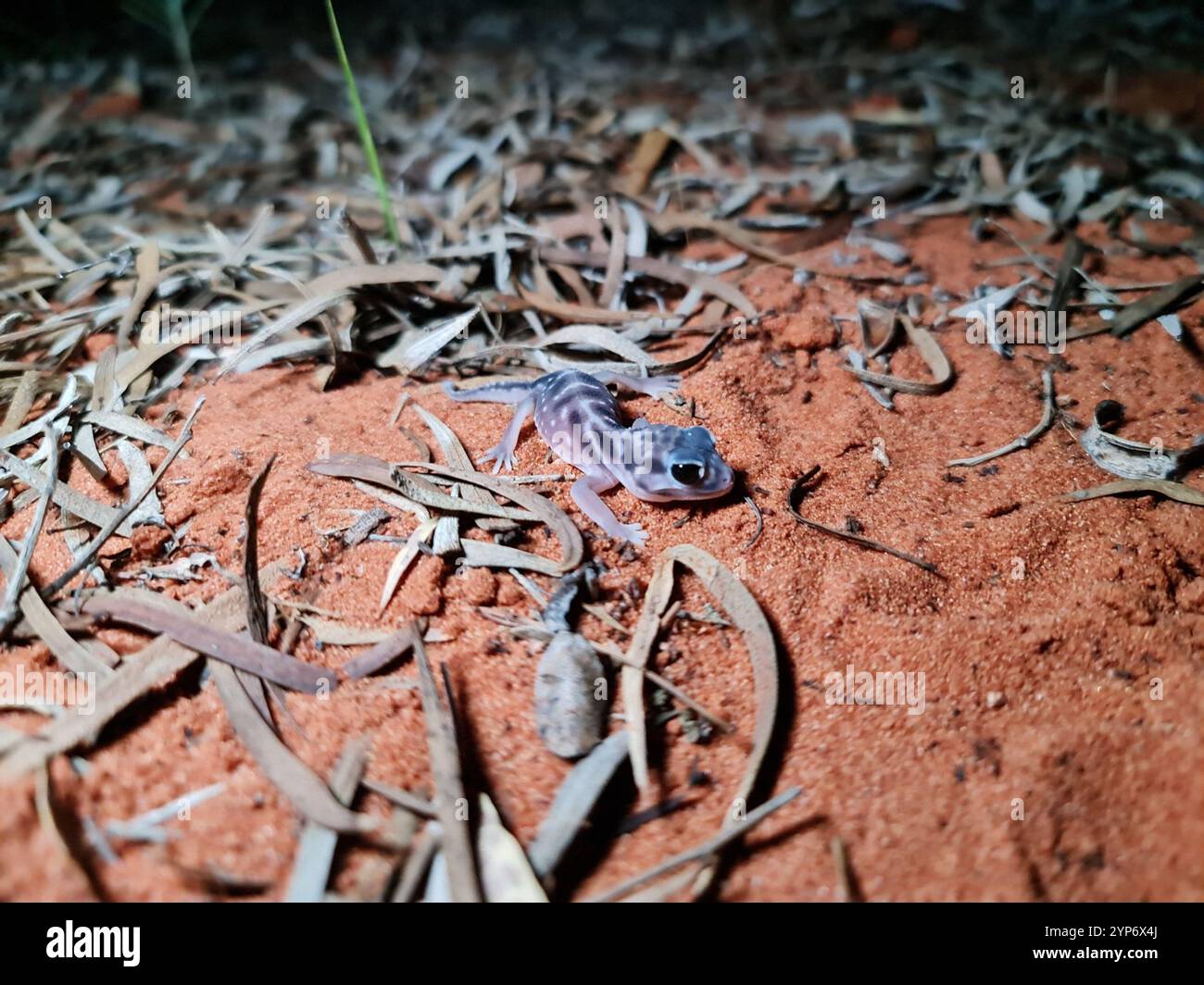 Pernatty Knob-tailed Gecko (Nephrurus deleani Stock Photo - Alamy