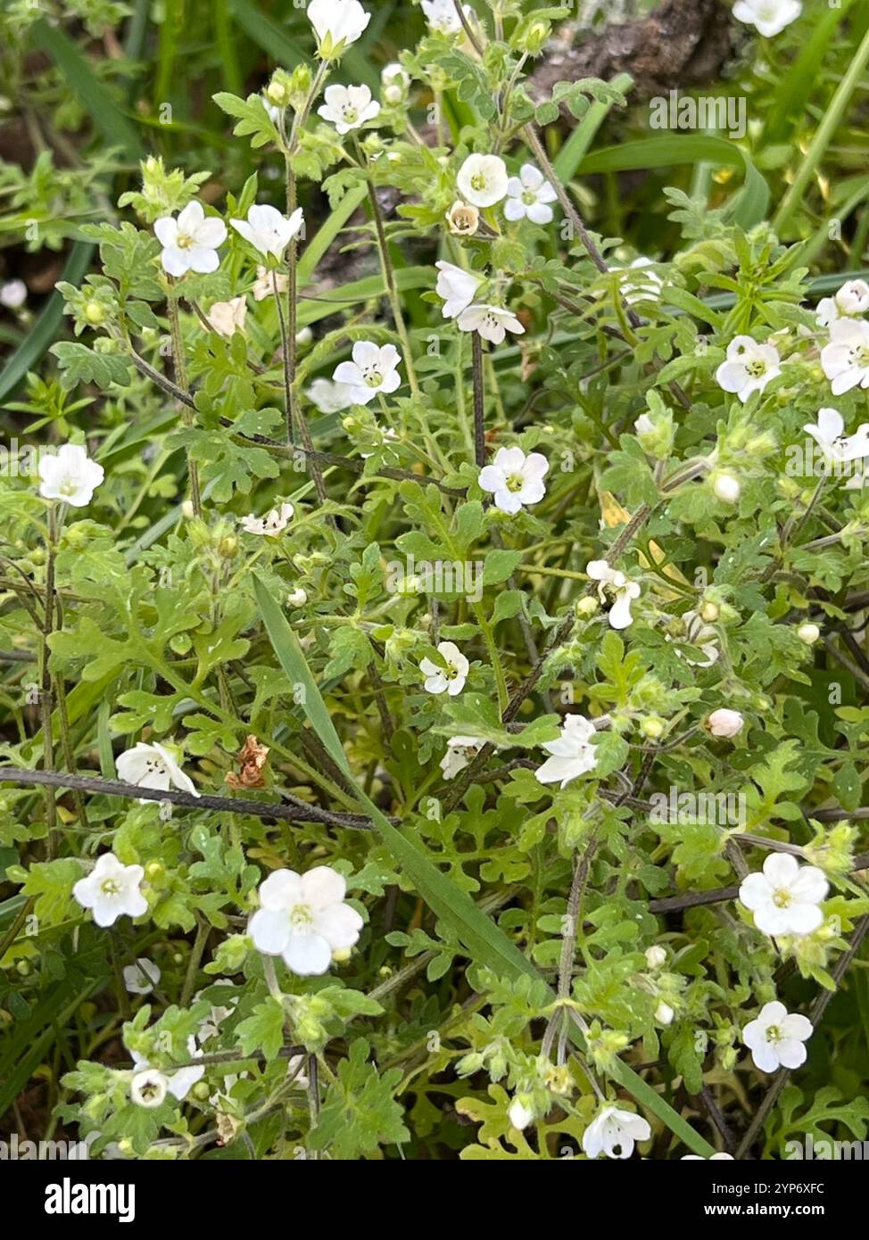 White nemophila (Nemophila heterophylla) Stock Photo